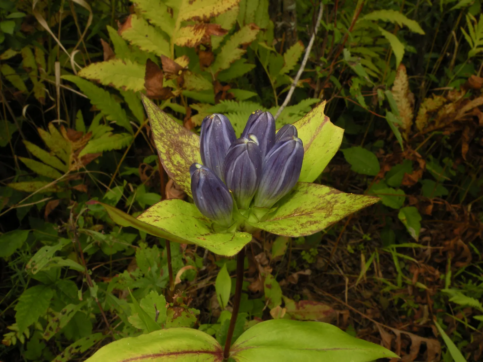 Bottle Gentian (Gentiana Andrewsii) — It thrives in hardiness zones 3-7 and prefers moist, well-drained soils in full to partial shade; perennial, image 56