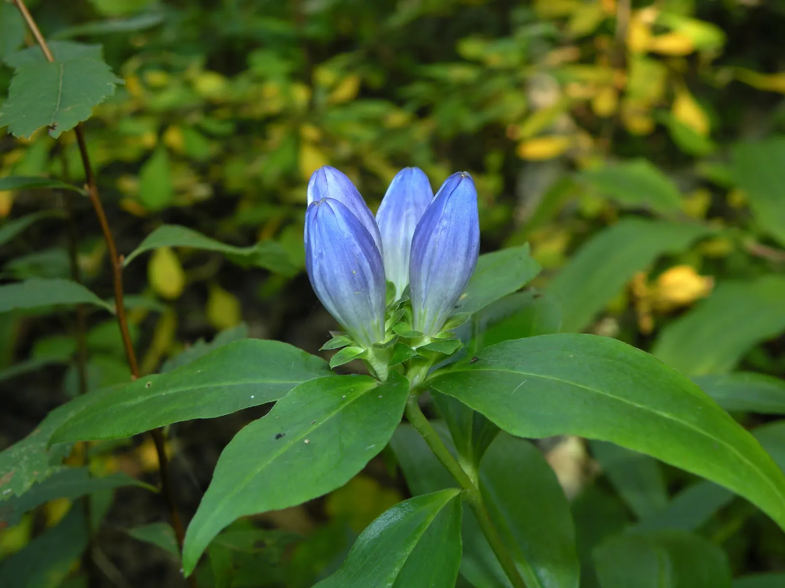 Bottle Gentian (Gentiana Andrewsii) — deep blue to purplish flowers; its non-aggressive stature and slow growth habit make it an excellent, image 63