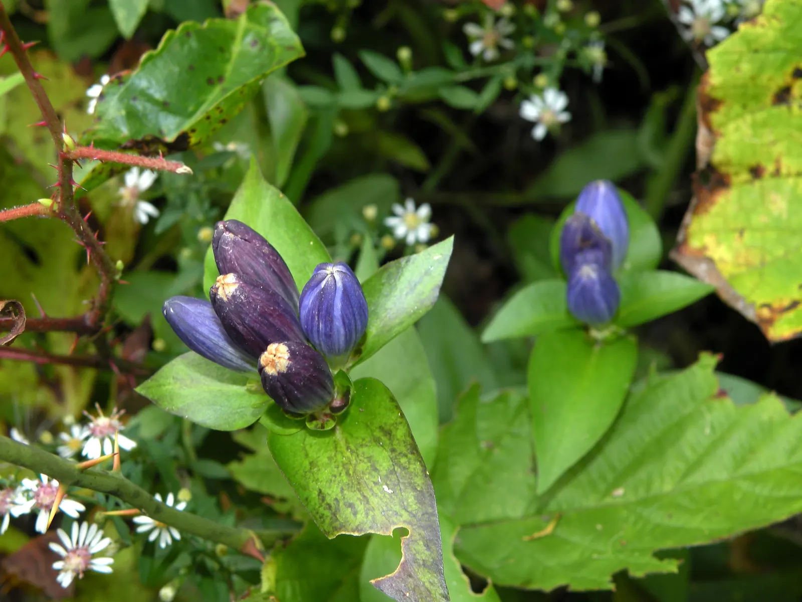 Bottle Gentian (Gentiana Andrewsii) — especially in periods of drought