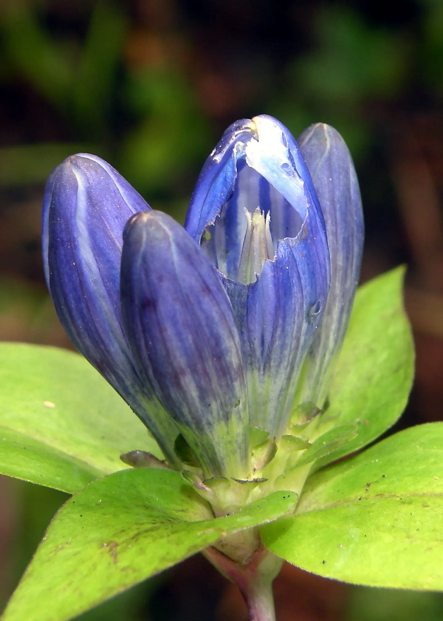 Bottle Gentian (Gentiana Andrewsii) — typically reaching a modest height of 1 to 2 feet with a similar spread; well-drained soil and prefers partial shade