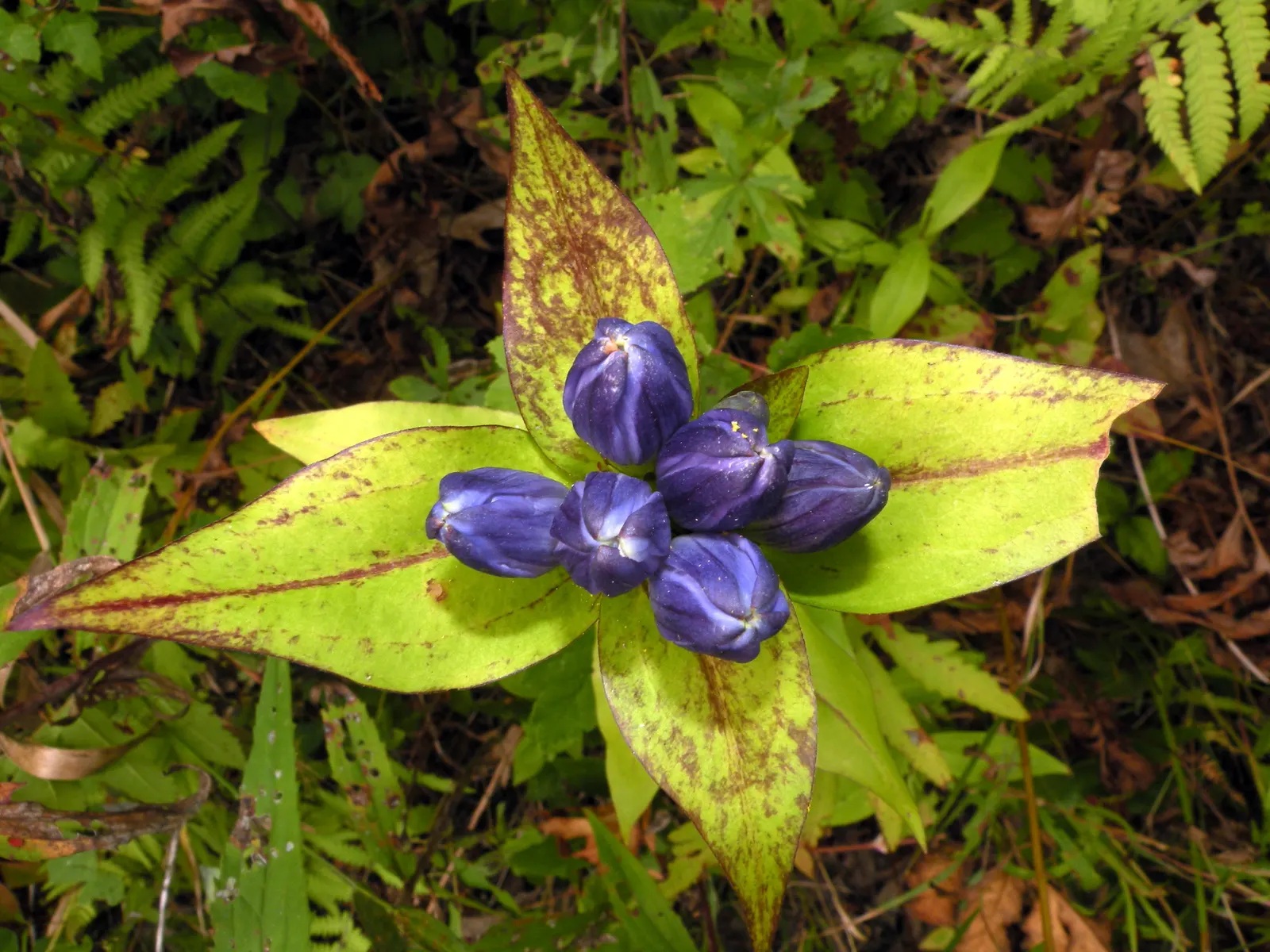Bottle Gentian (Gentiana Andrewsii) — Ideal for woodland gardens, it provides a striking color accent and textural contrast; make their grand appearance in