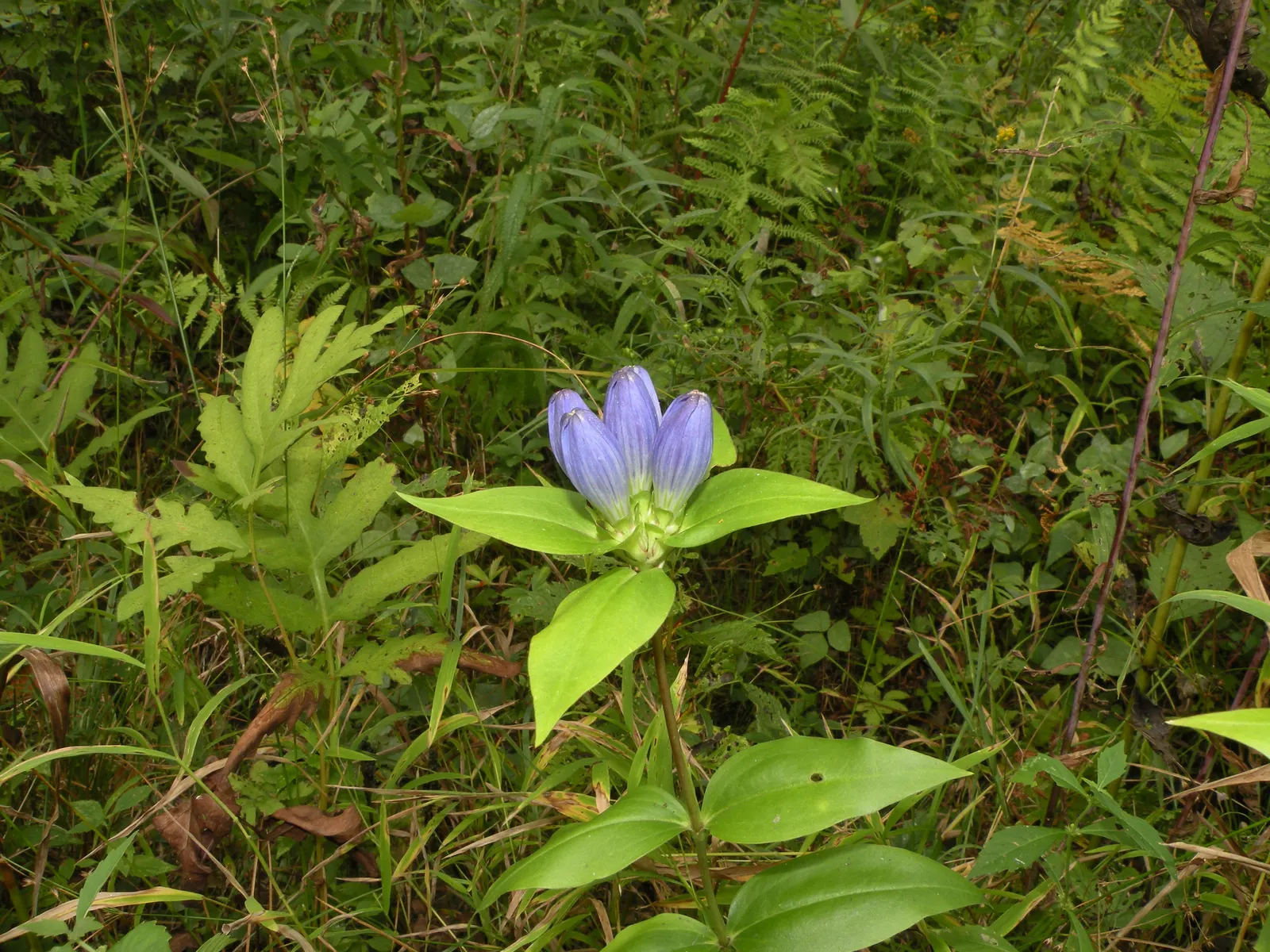 Bottle Gentian (Gentiana Andrewsii) — it's essential to ensure regular watering