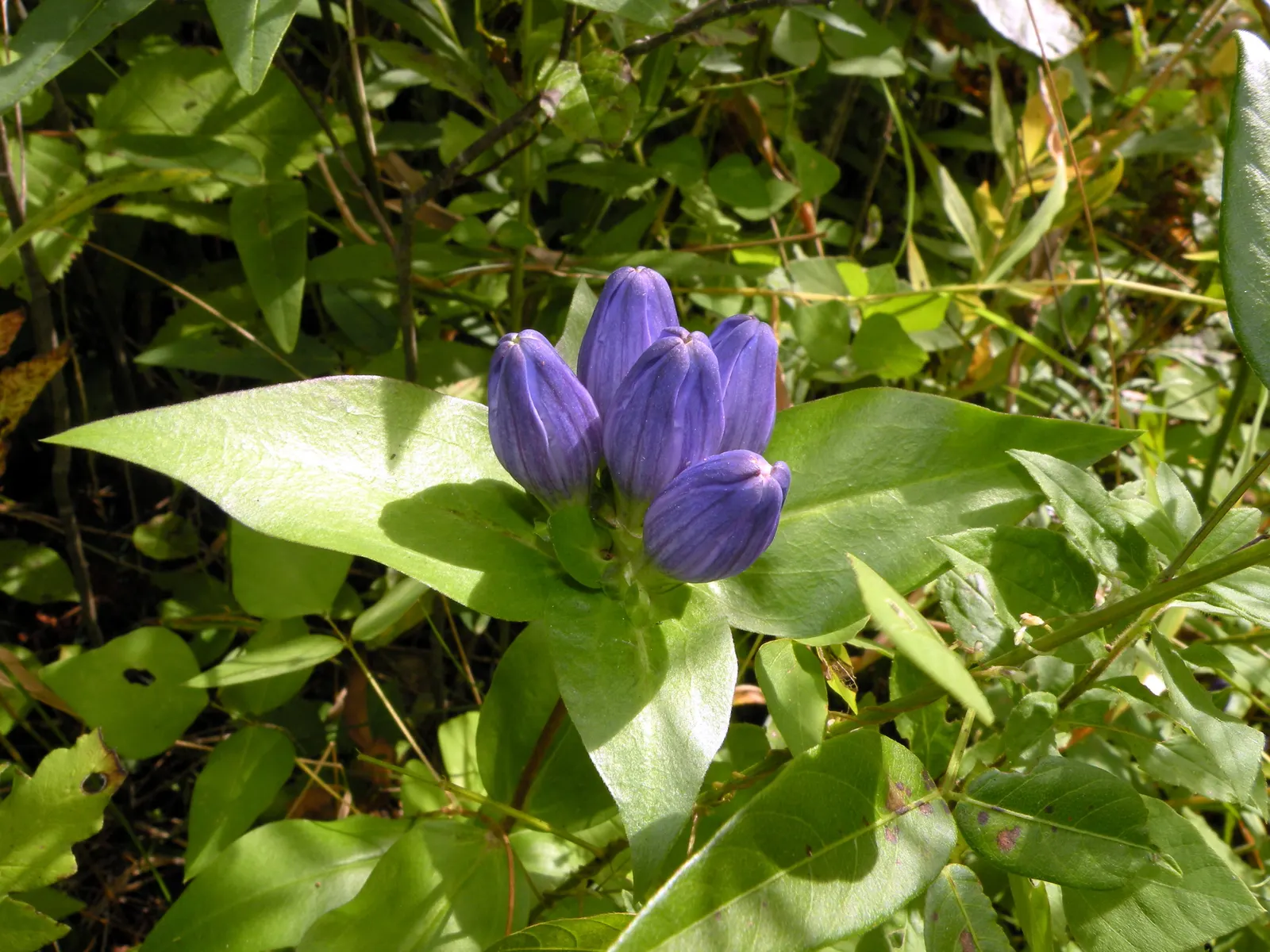 Bottle Gentian (Gentiana Andrewsii) — although it can tolerate full sun in cooler climates