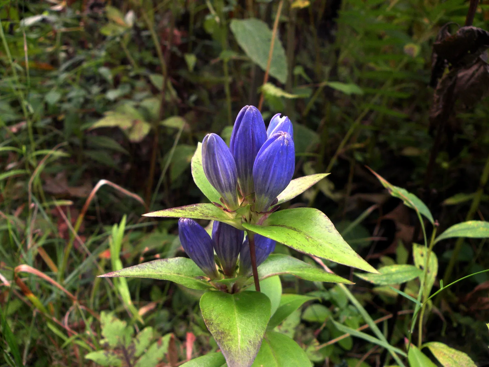 Bottle Gentian (Gentiana Andrewsii) — It exhibits a lush clump of ovate to lance-shaped leaves