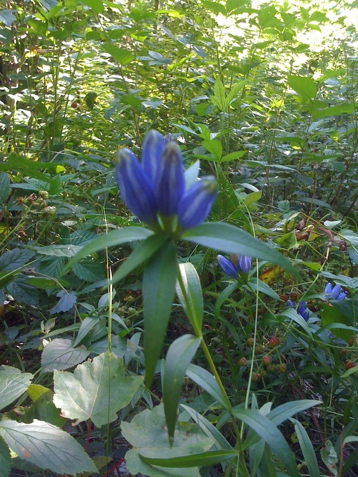 Bottle Gentian (Gentiana Andrewsii) — an ideal choice for adding a splash of late-season color; it's also not favored by deer, making it an excellent option