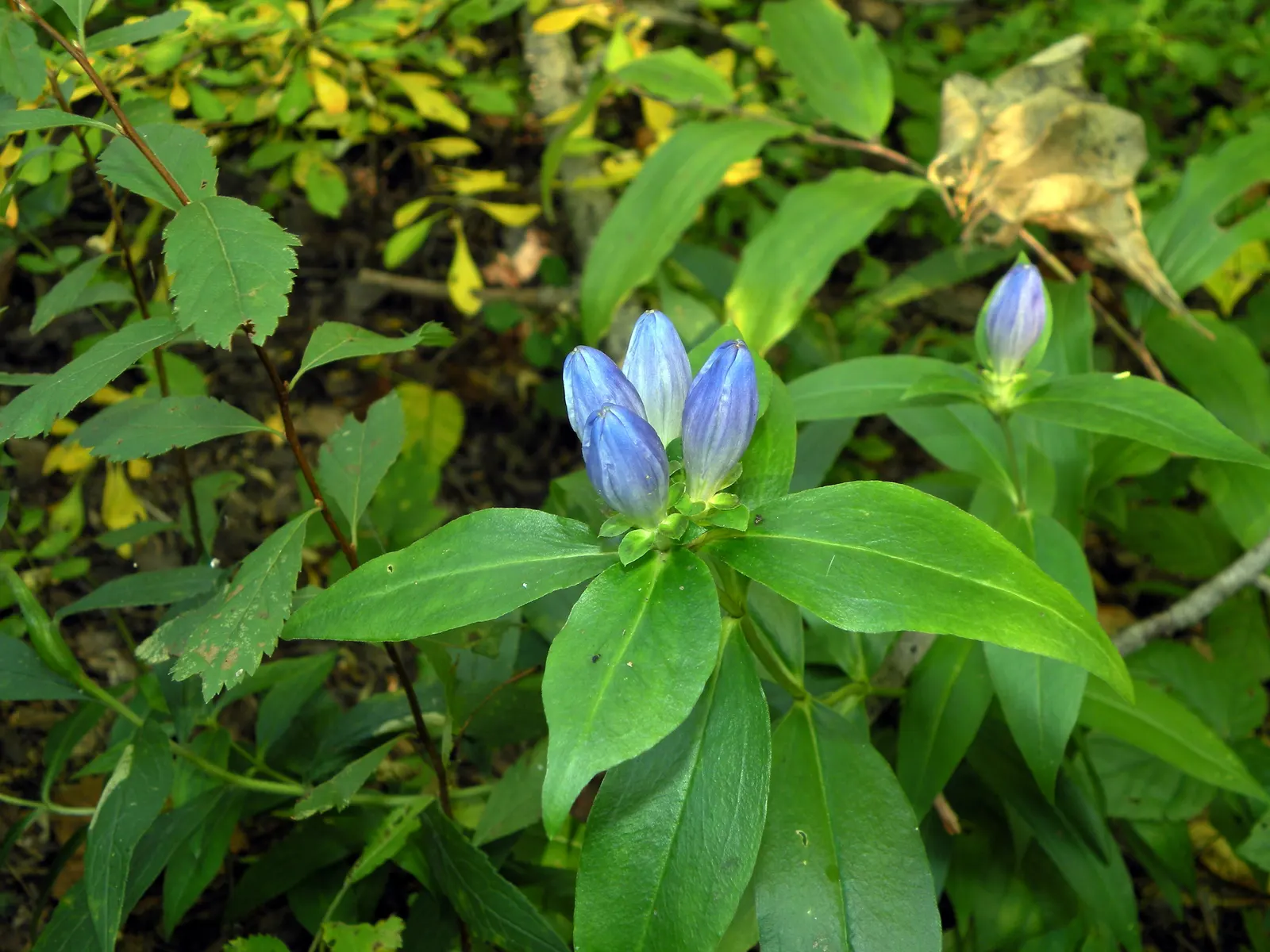 Bottle Gentian (Gentiana Andrewsii) — It's also not favored by deer, making it an excellent option for gardens in areas with high deer activity; each about 1