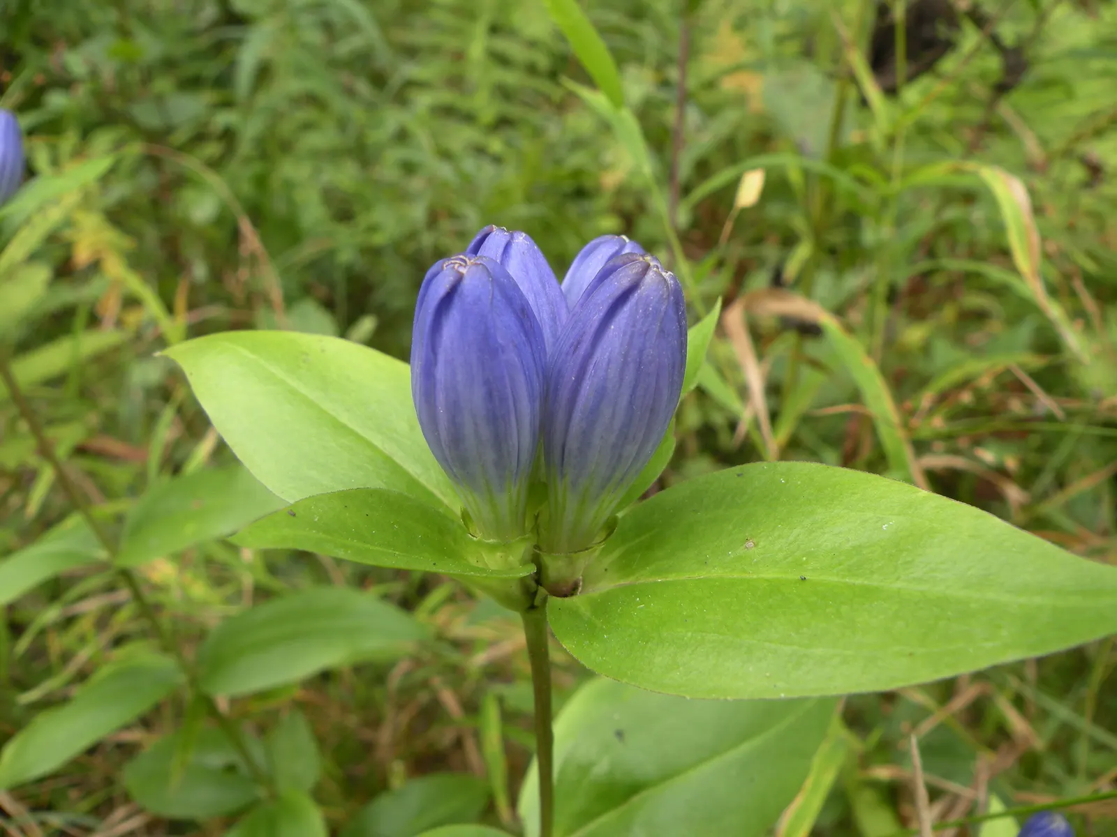 Bottle Gentian (Gentiana Andrewsii) — This low-maintenance plant reaches 1-2 feet in height and blooms late summer through fall; ideal for woodland, image 57