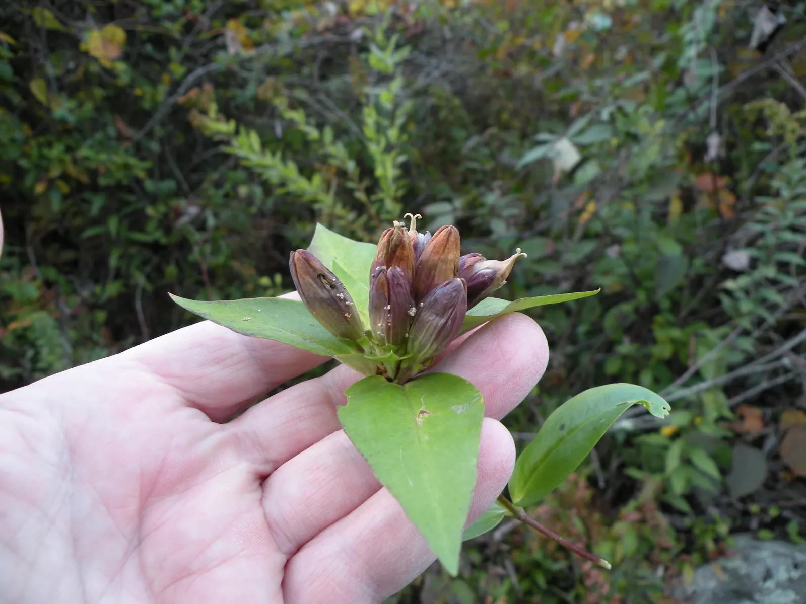 Bottle Gentian (Gentiana Andrewsii) — rarely opening to reveal its interior
