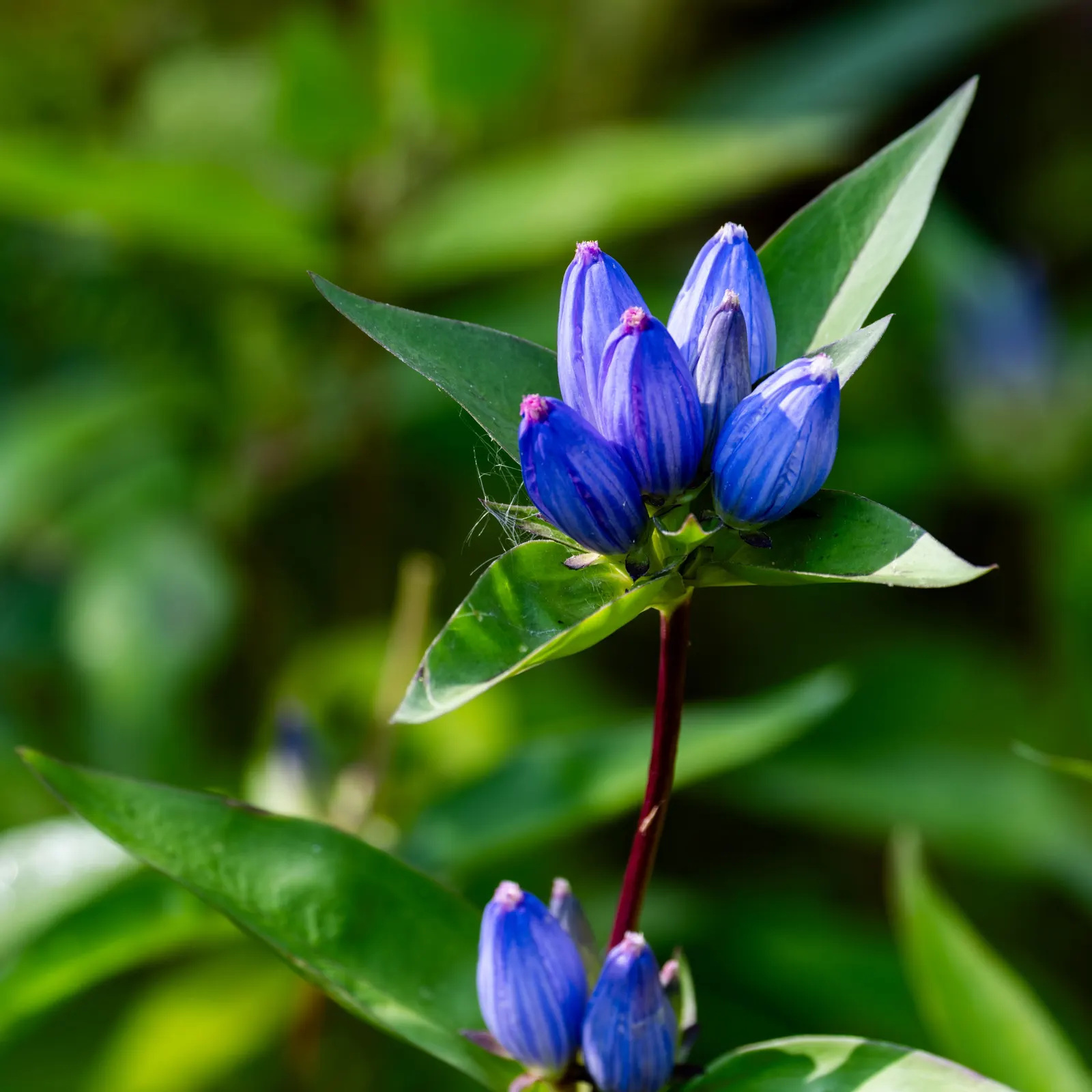 Bottle Gentian (Gentiana Andrewsii) — it's essential to ensure regular watering; perennial for half