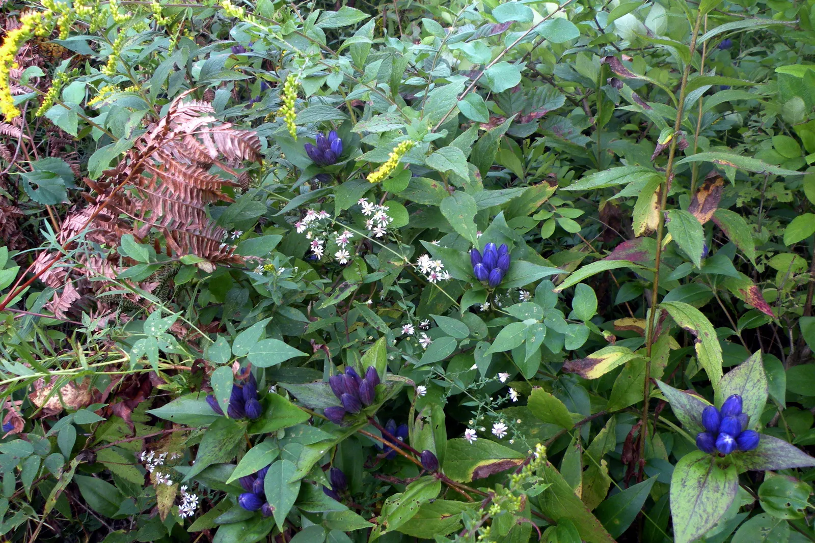 Bottle Gentian (Gentiana Andrewsii) — It thrives in hardiness zones 3-7 and prefers moist, well-drained soils in full to partial shade