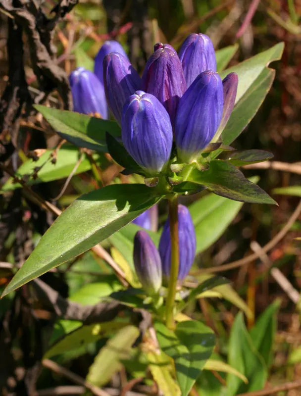 Bottle Gentian (Gentiana Andrewsii) — each about 1 to 2 inches long; rarely opening to reveal its interior