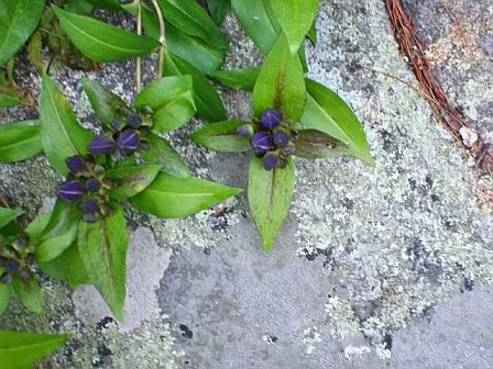 Bottle Gentian (Gentiana Andrewsii) — its non-aggressive stature and slow growth habit make it an excellent companion to other native perennials; to keep the