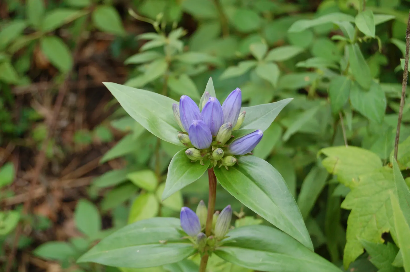 Bottle Gentian (Gentiana Andrewsii) — When designing a landscape; it's essential to ensure regular watering