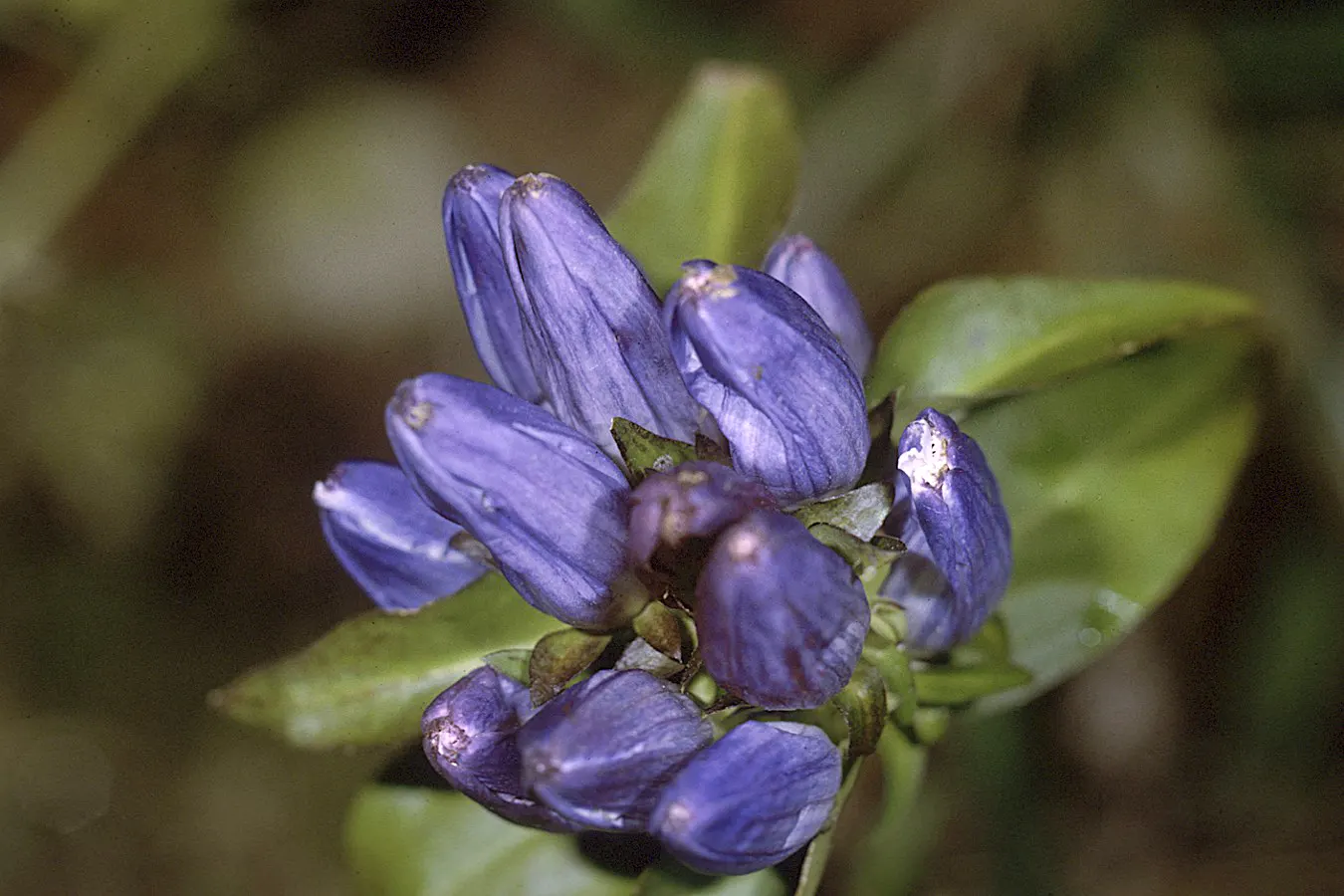Bottle Gentian (Gentiana Andrewsii) — although it can tolerate full sun in cooler climates; this low-maintenance plant reaches 1-2 feet in height and blooms