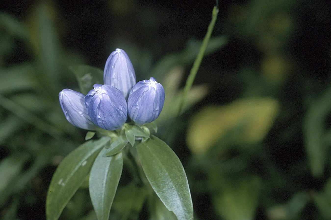 Bottle Gentian (Gentiana Andrewsii) — The Bottle Gentian, or Gentiana andrewsii, presents the landscape with a unique floral spectacle; especially in periods