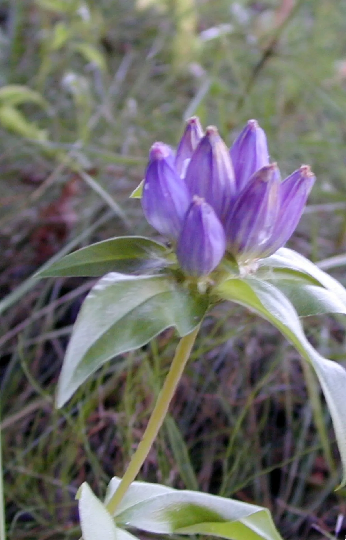 Bottle Gentian (Gentiana Andrewsii) — closed bloom resembling a deep blue to purple bottle; deep blue to purplish flowers