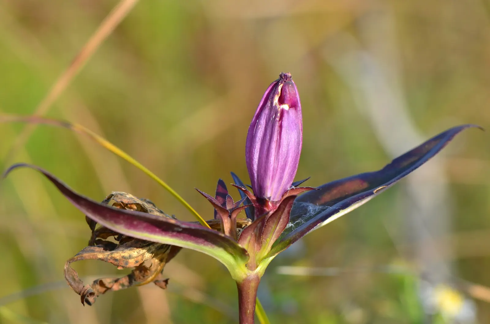 Bottle Gentian (Gentiana Andrewsii) — closed bloom resembling a deep blue to purple bottle