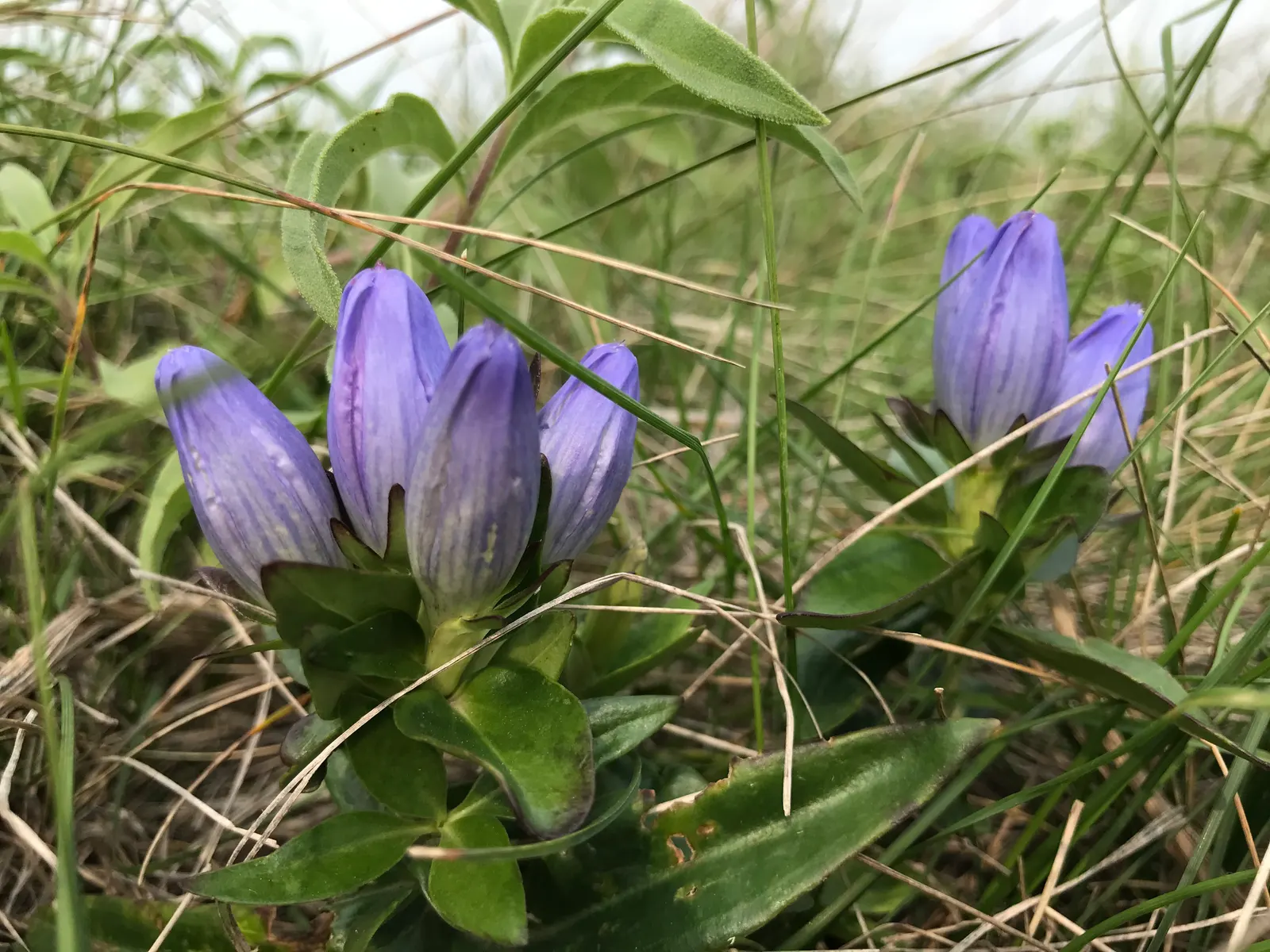 Bottle Gentian (Gentiana Andrewsii) — Ideal for woodland gardens, it provides a striking color accent and textural contrast