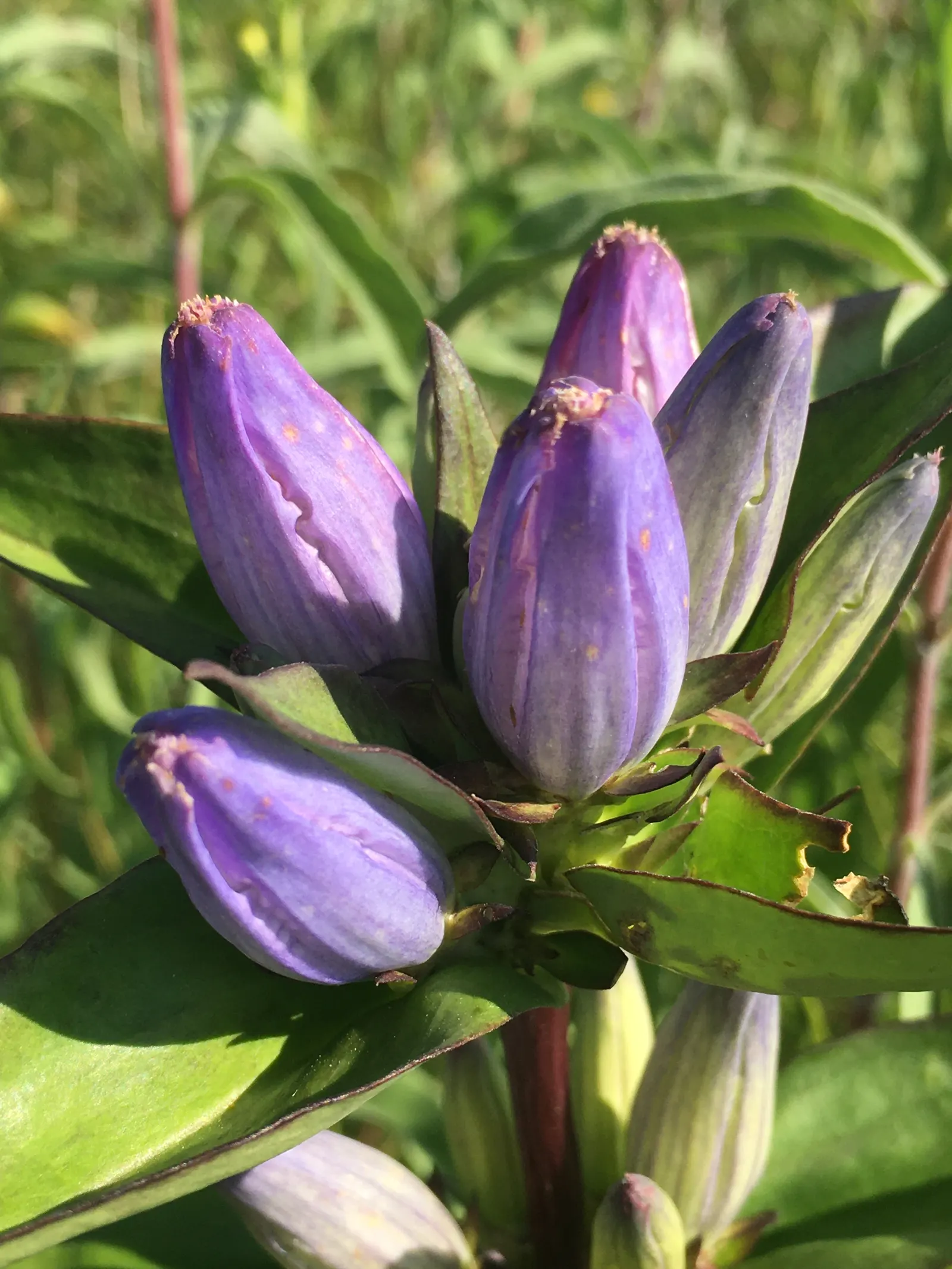 Bottle Gentian (Gentiana Andrewsii) — deep blue to purplish flowers