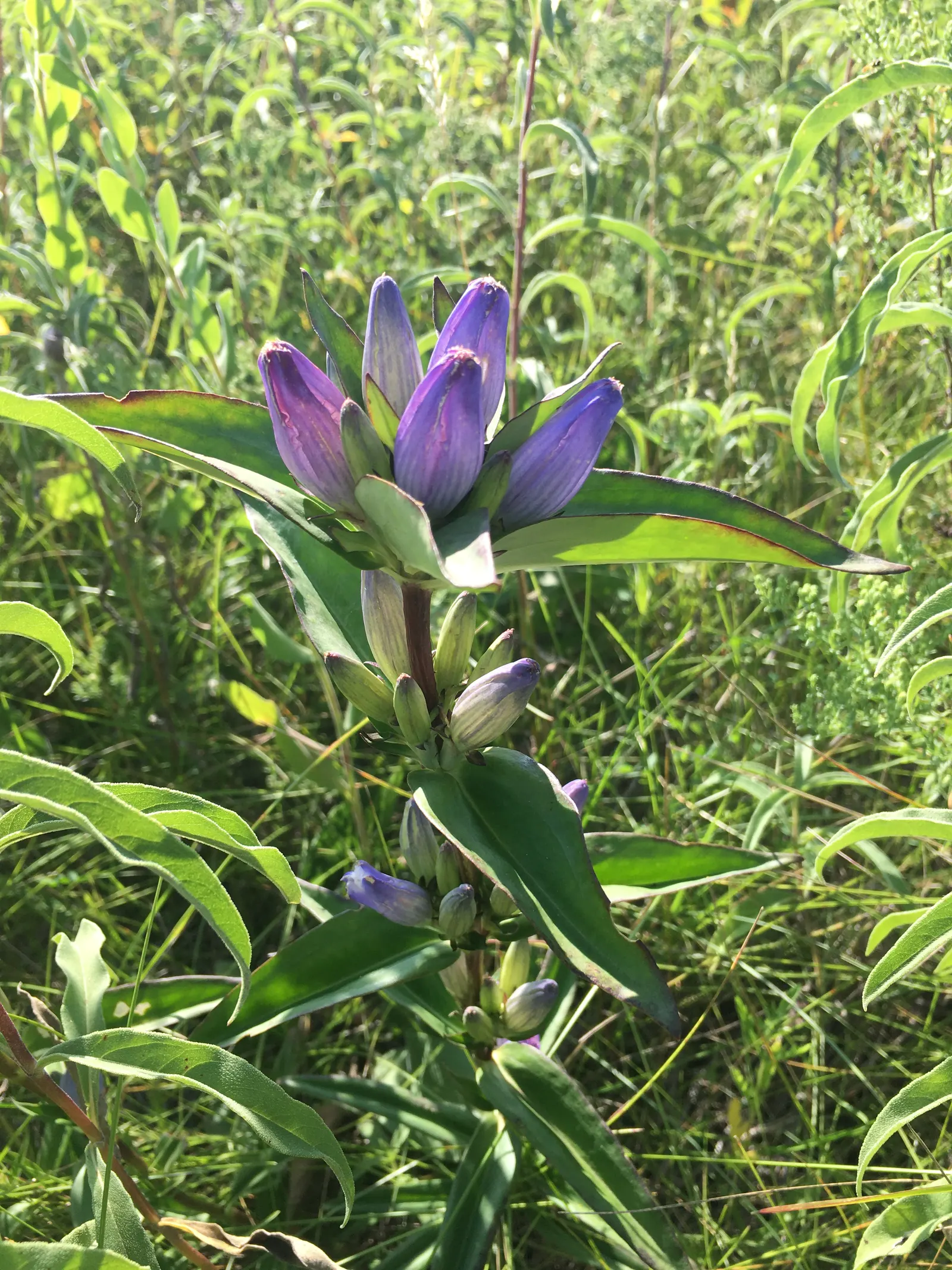 Bottle Gentian (Gentiana Andrewsii) — Bottle Gentian (Gentiana andrewsii) is a perennial with a unique; it thrives in hardiness zones 3-7 and, image 53