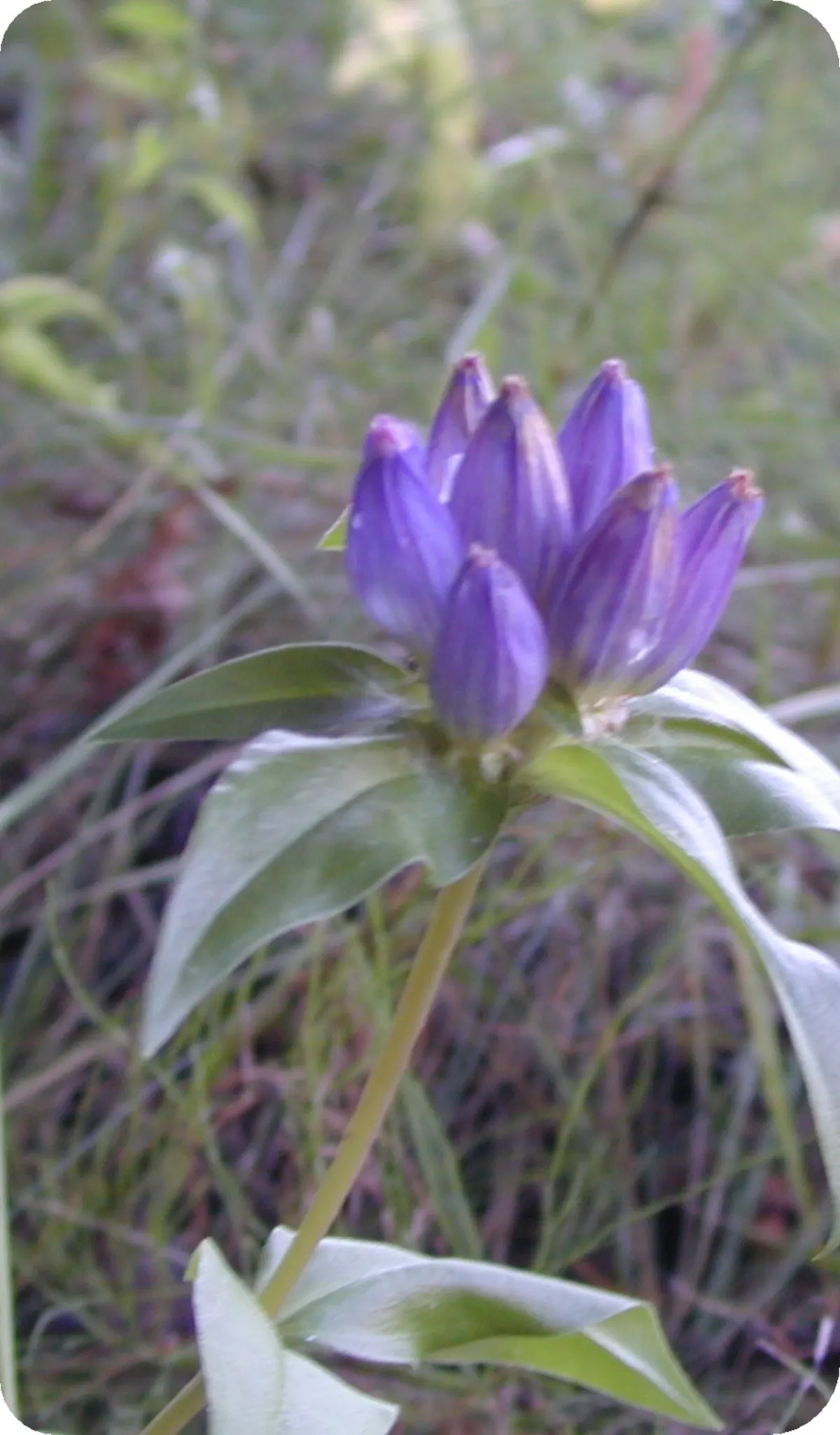 Bottle Gentian (Gentiana Andrewsii) — perennial for half