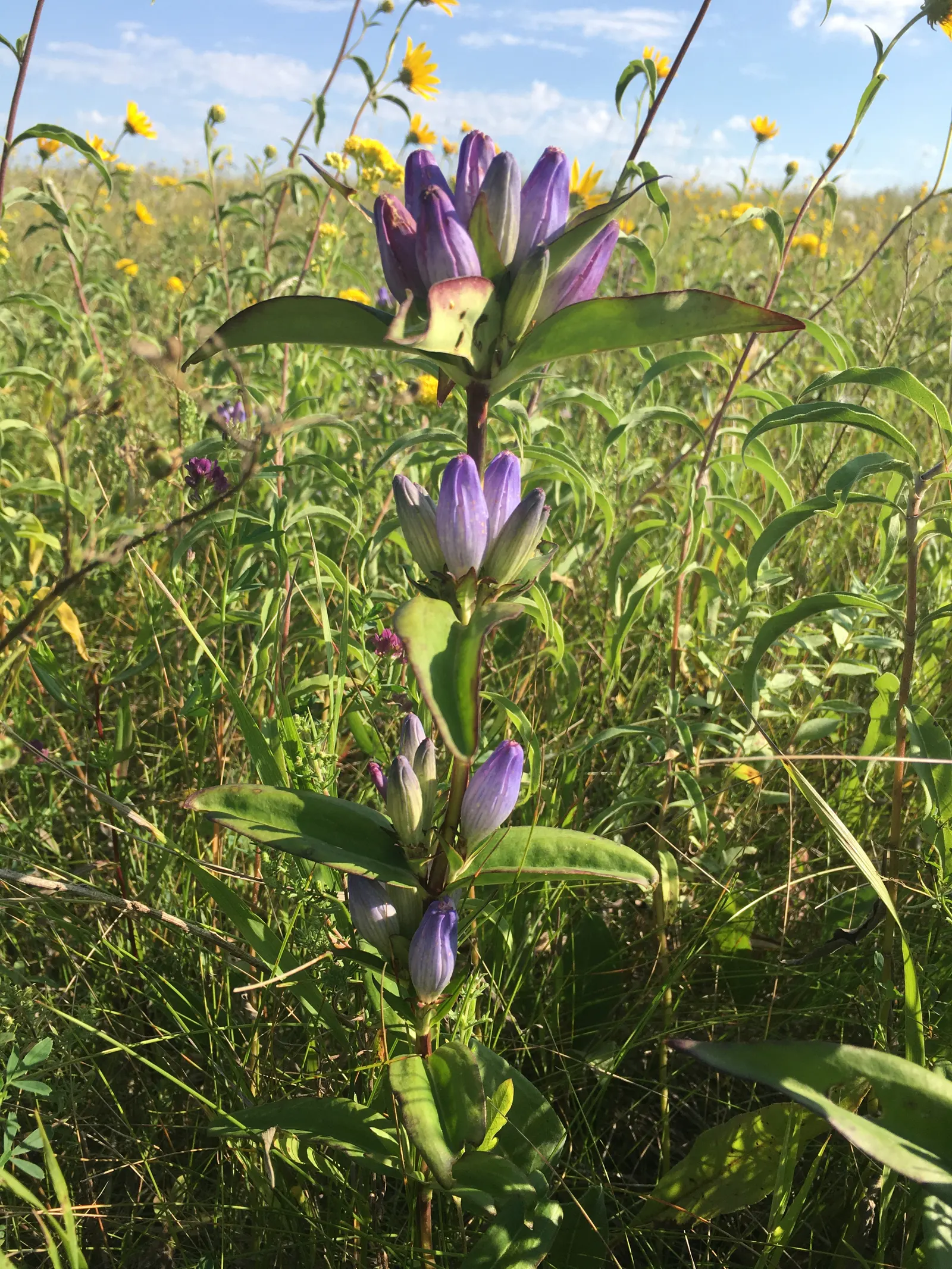 Bottle Gentian (Gentiana Andrewsii) — perennial for half; offering a refined touch of vibrancy and resilient character