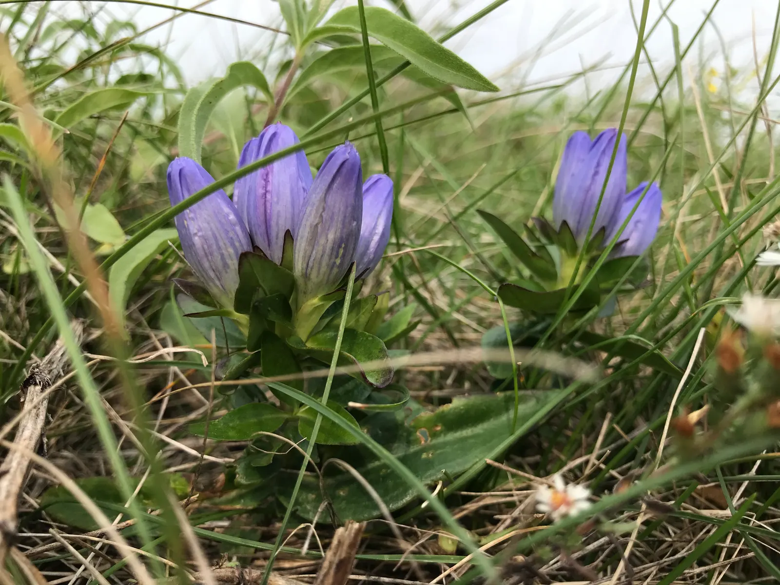 Bottle Gentian (Gentiana Andrewsii) — It exhibits a lush clump of ovate to lance-shaped leaves; this perennial native to North America flourishes, image 61