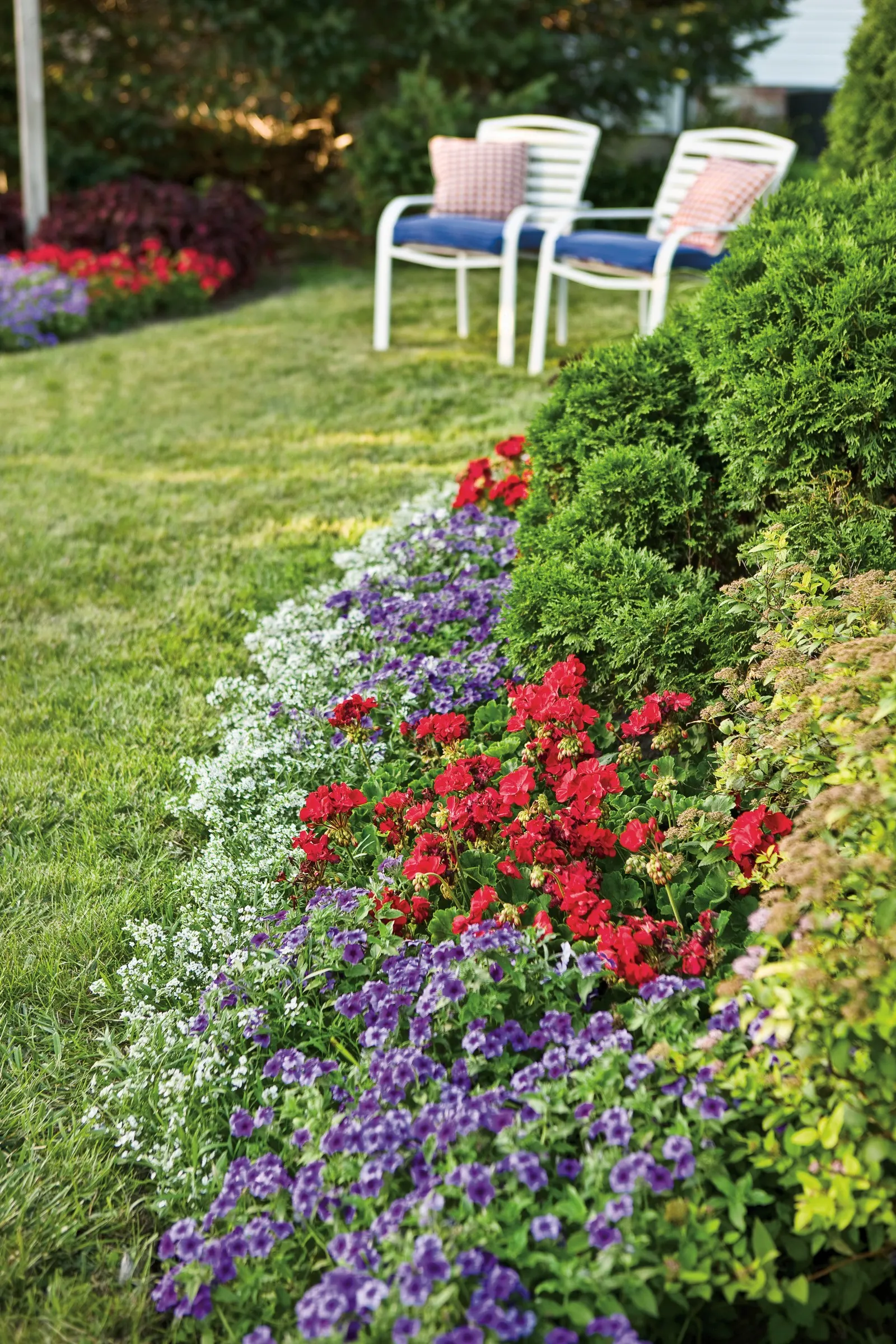 Blueberry Phlox (Phlox drummondii) — blue and purple flowers in the garden