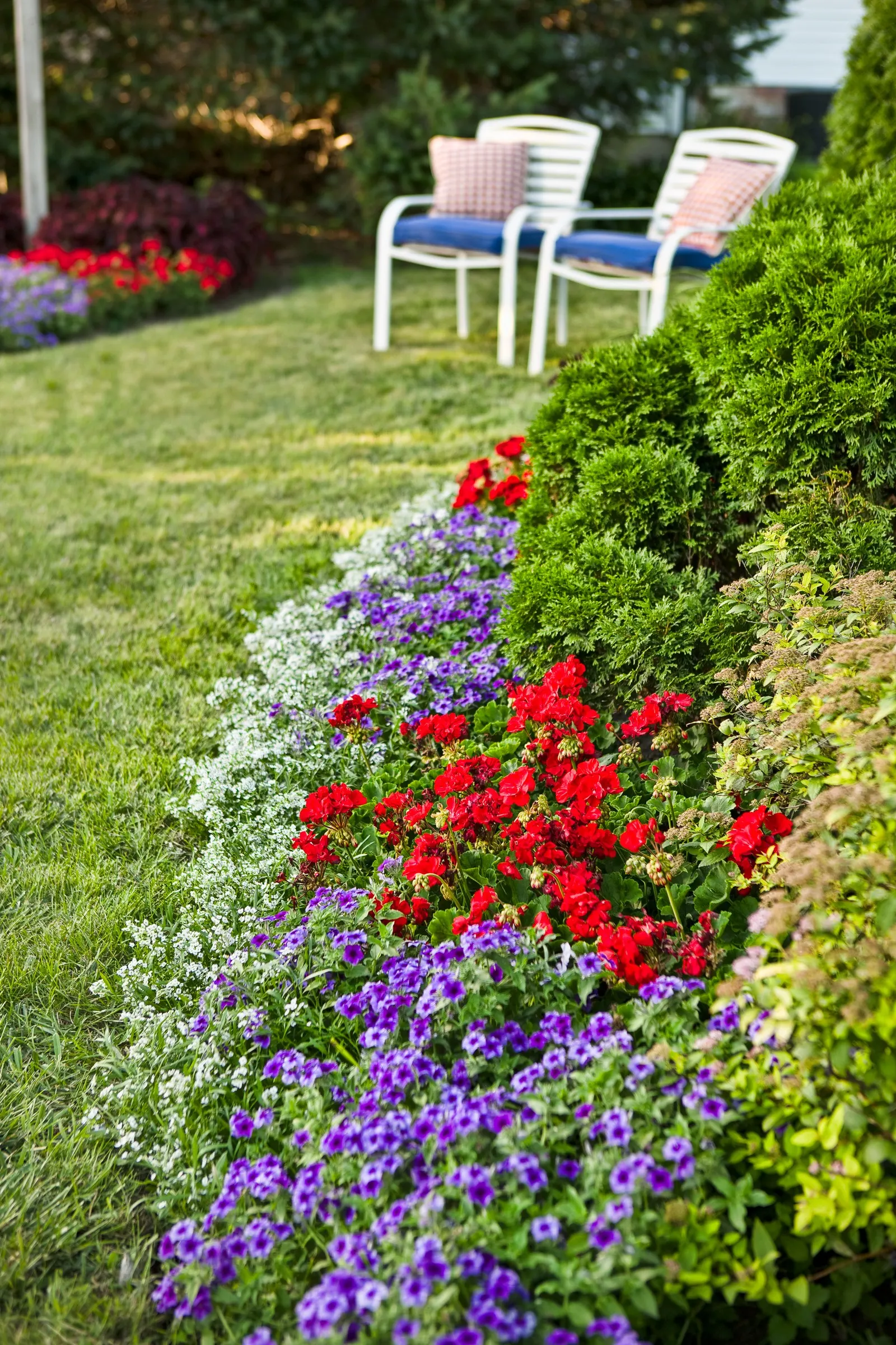 Blueberry Phlox (Phlox drummondii) — Rabbits may find Phlox very tasty