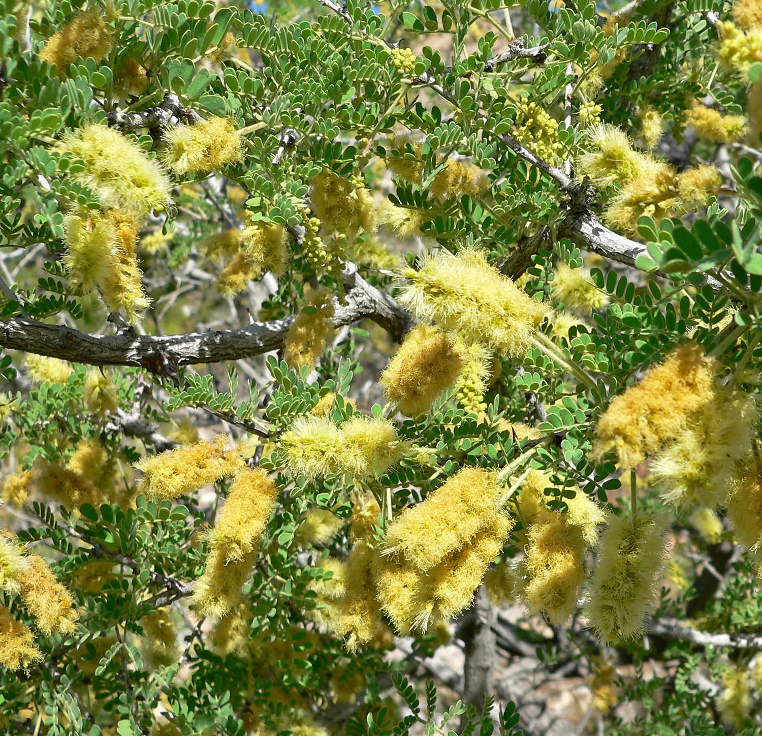 Red Acacia (Acacia Seyal) — It typically reaches 16-49 feet in height under full sun; with compound leaves divided into numerous small leaflets, image 46