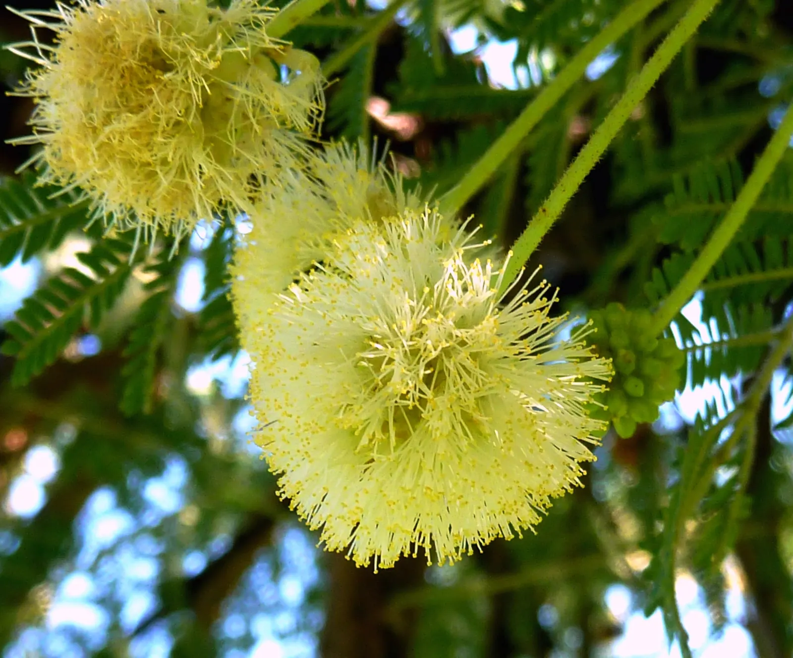 Red Acacia (Acacia Seyal) — the tree bursts into color with fluffy; requiring thoughtful placement in the landscape to avoid high-traffic areas
