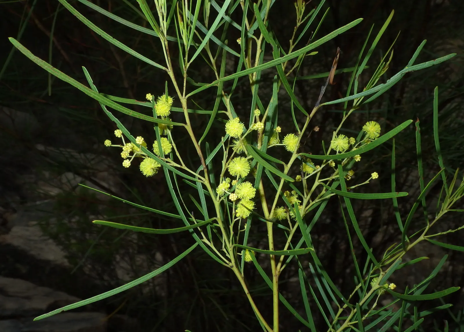 Red Acacia (Acacia Seyal) — tree for full or half; allowing enough room for it to flourish without encroaching on structures or nearby plants