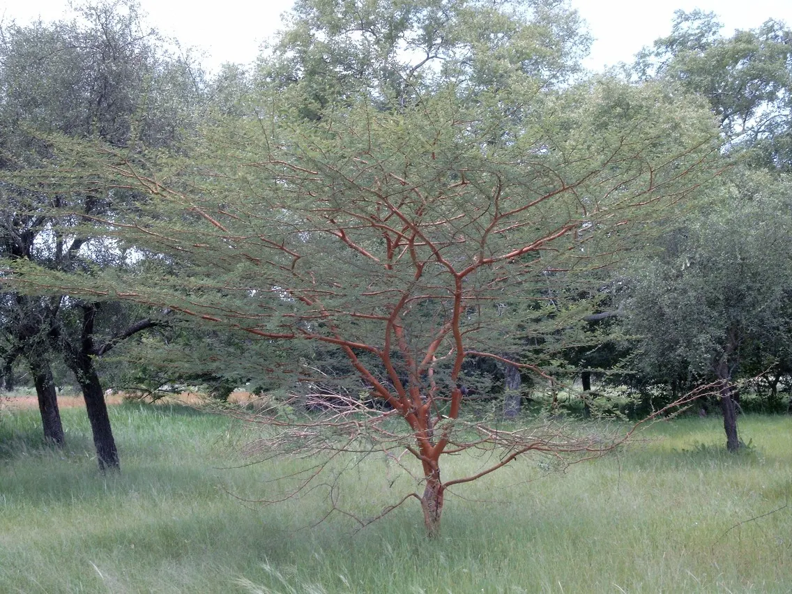 Red Acacia (Acacia Seyal) — The Red Acacia, or Acacia seyal, is a resilient deciduous tree thriving in arid climates; this hardy plant favors, image 45