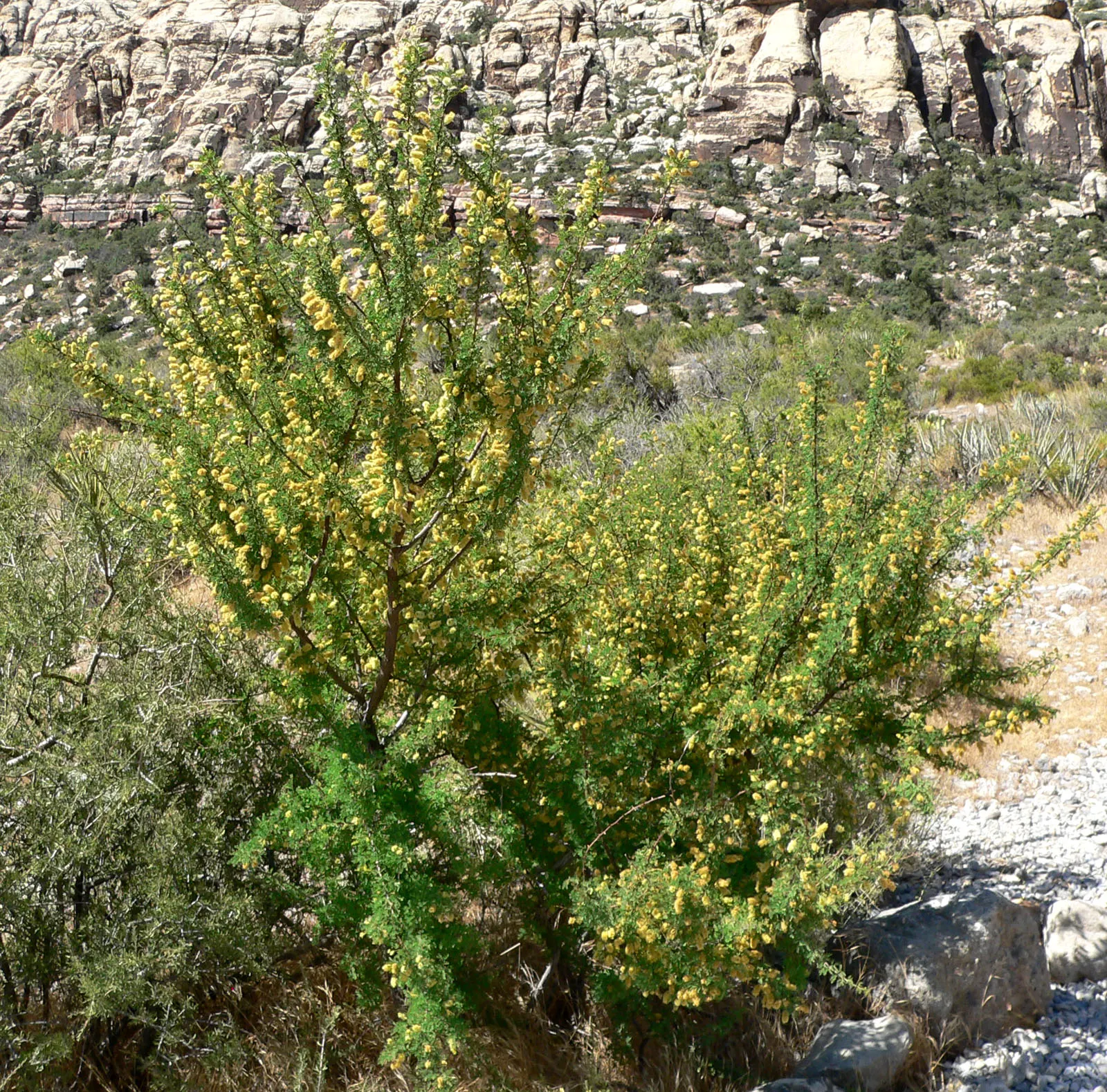 Red Acacia (Acacia Seyal) — allowing enough room for it to flourish without encroaching on structures or nearby plants; yellow flowers in the garden