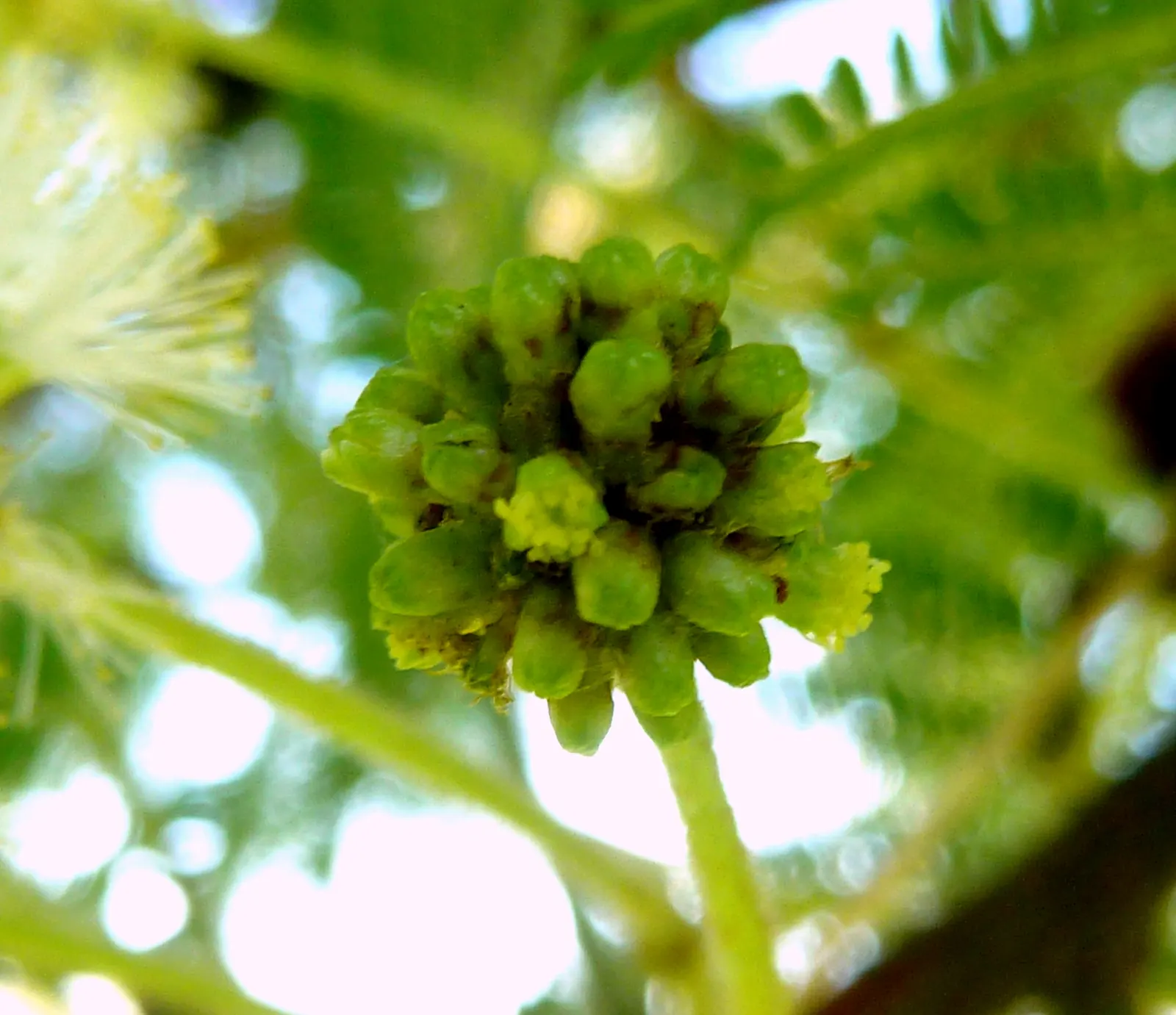 Red Acacia (Acacia Seyal) — allowing enough room for it to flourish without encroaching on structures or nearby plants