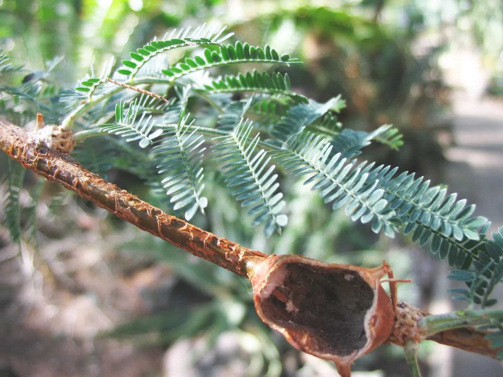 Red Acacia (Acacia Seyal) — it thrives in full sunlight and can adapt to a range of soil types; tree with yellow blooms