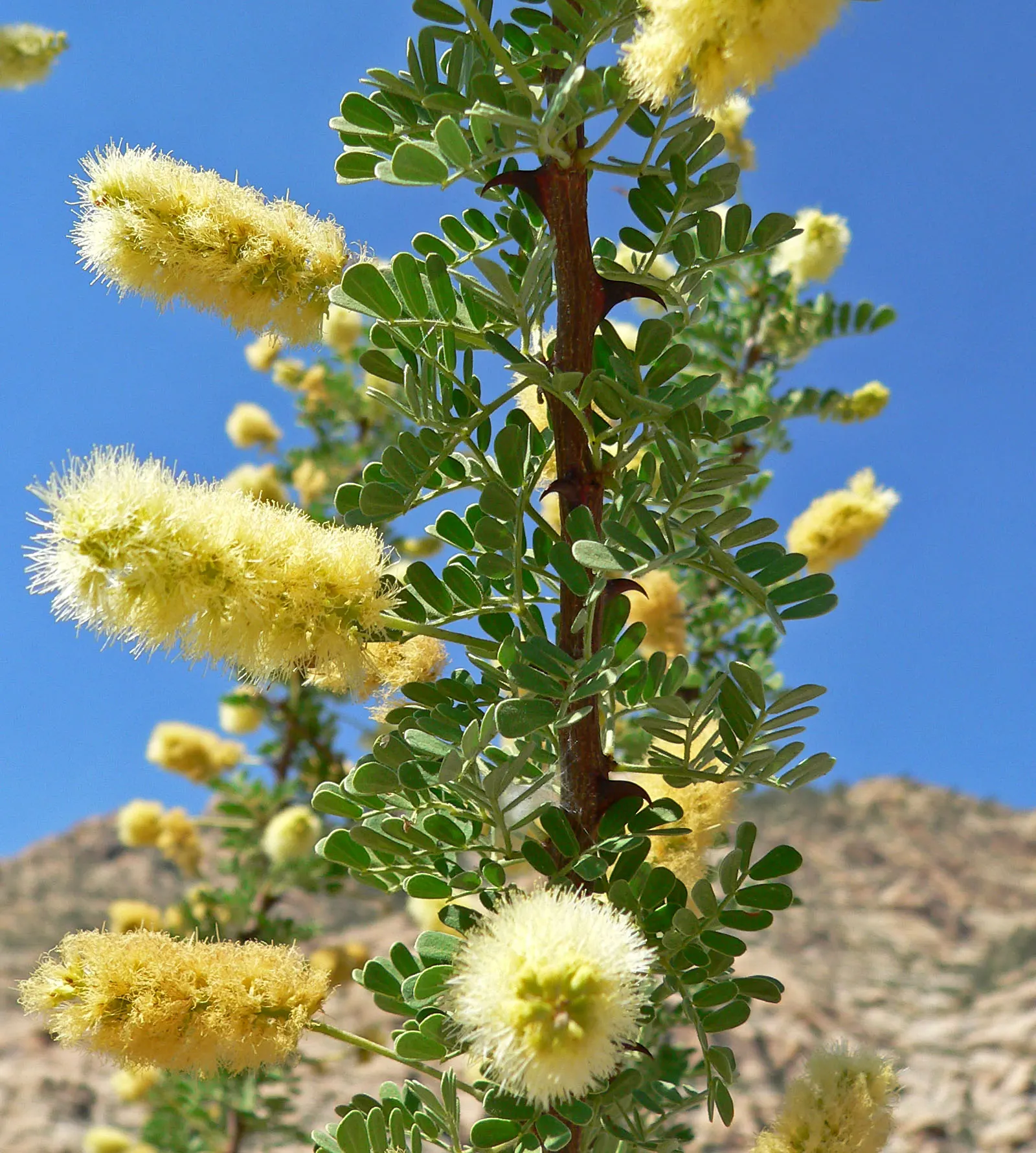 Red Acacia (Acacia Seyal) — It typically grows to a height of 15 to 30 feet with a canopy spread that can reach up to 20 feet; it thrives in full, image 53