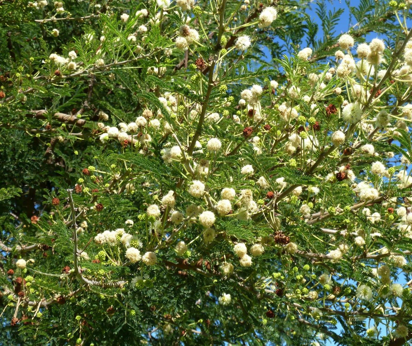 Red Acacia (Acacia Seyal) — scientifically known as Acacia seyal; providing ample shade in the warmer months.<br><br>The Red Acacia boasts feathery, image 49