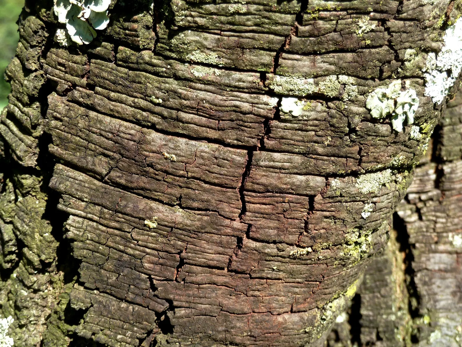 Red Acacia (Acacia Seyal) — A key feature of this African native is its resilience to dry conditions; it typically reaches 16-49 feet in height under full sun