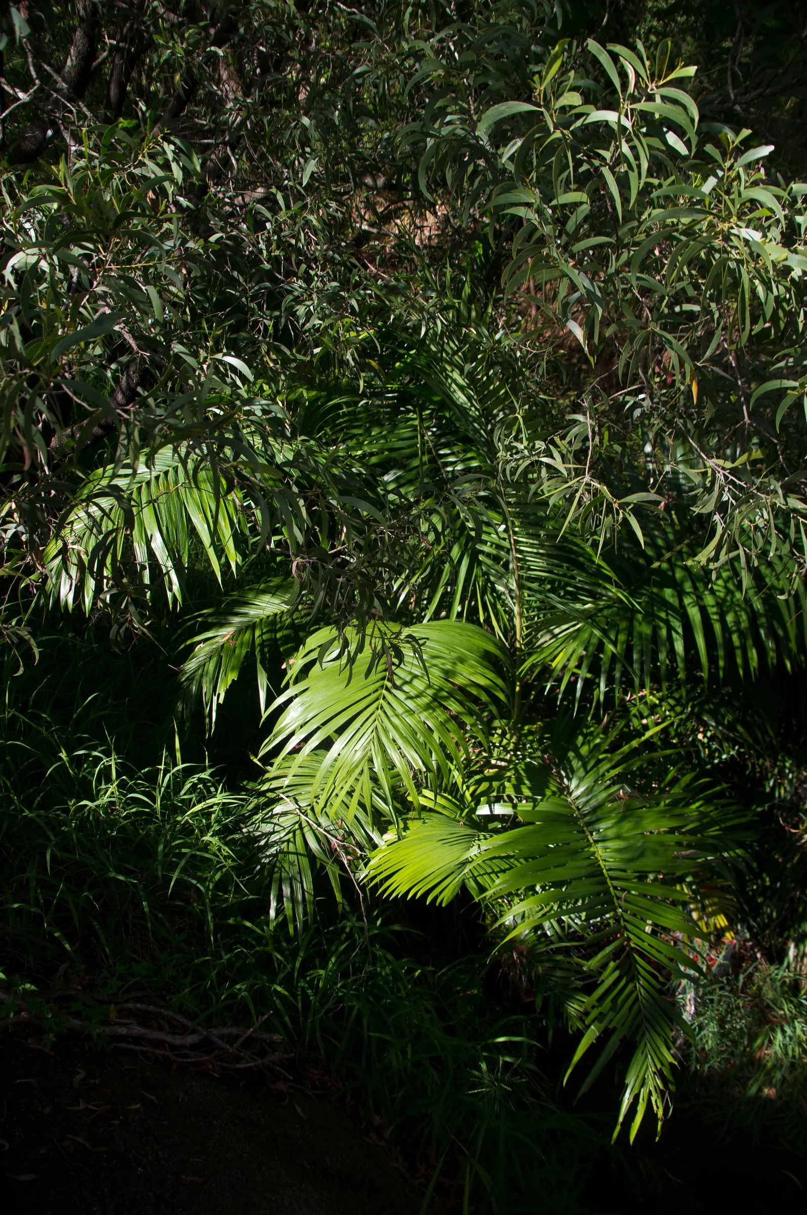 Red Acacia (Acacia Seyal) — Noted for its reddish-brown bark and thorny branches, it sprouts vibrant yellow blooms in spherical clusters; consider its growth