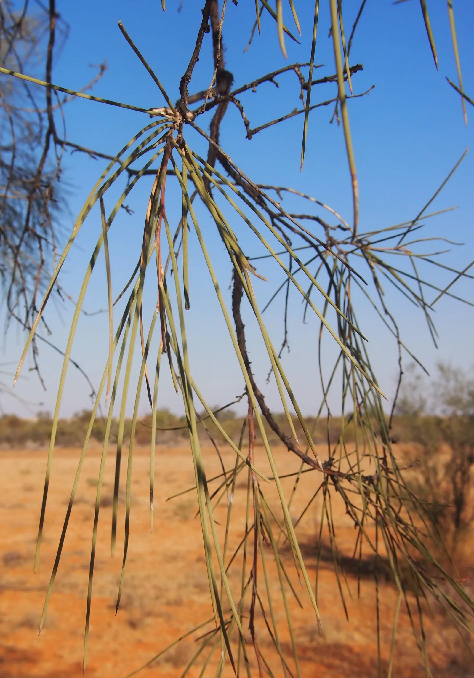 Red Acacia (Acacia Seyal) — making it a superb choice for drought-tolerant landscapes; it typically grows to a height of 15 to 30 feet with a, image 52