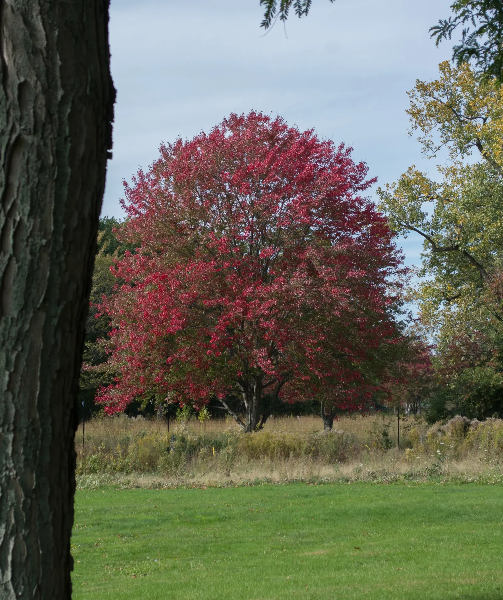 Red Acacia (Acacia Seyal) — although it prefers well-draining conditions; is an elegant and hardy deciduous tree notable for its striking reddish-brown bark