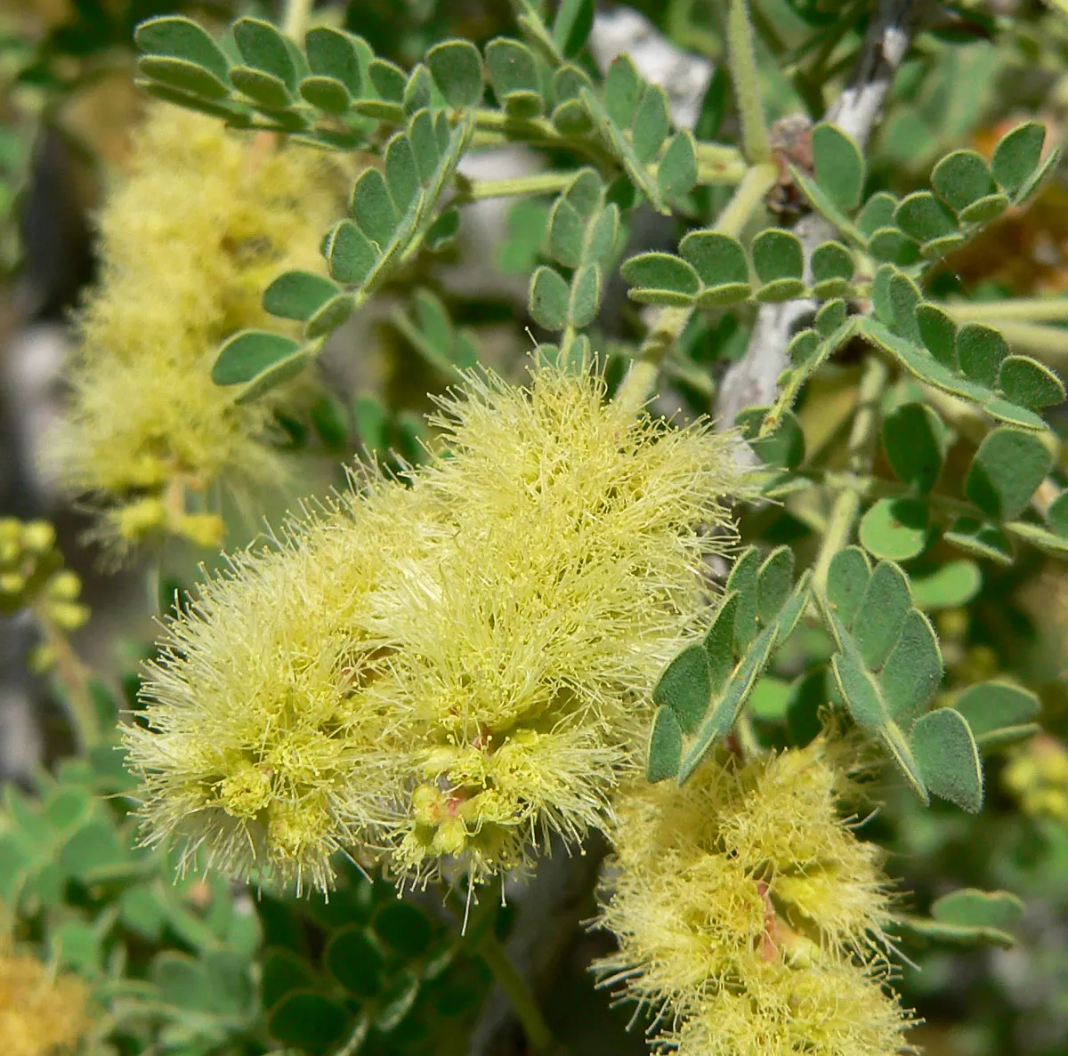 Red Acacia (Acacia Seyal) — which can reach up to 3 inches long; a key feature of this African native is its resilience to dry conditions