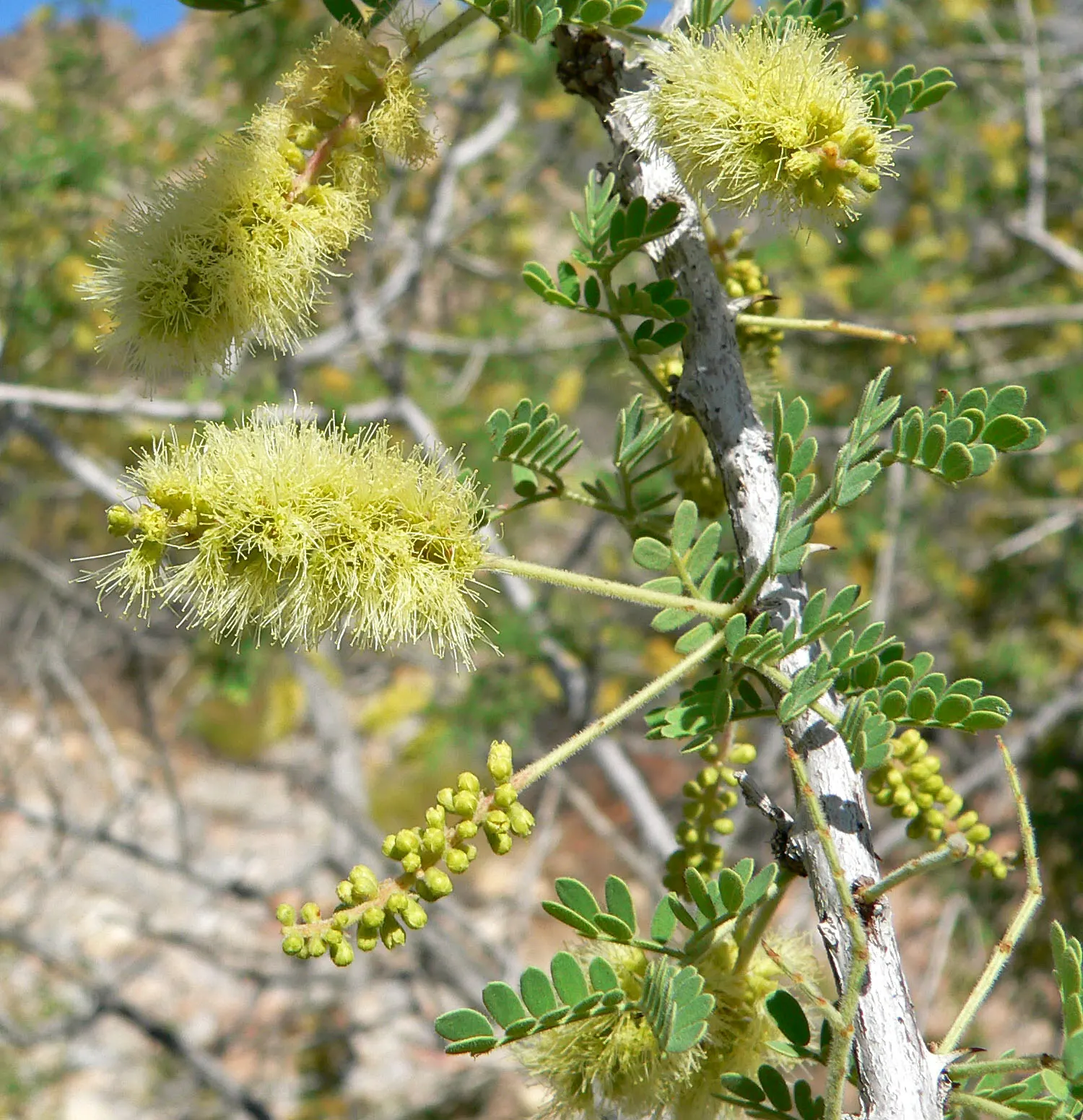 Red Acacia (Acacia Seyal) — Noted for its reddish-brown bark and thorny branches, it sprouts vibrant yellow blooms in spherical clusters; consider, image 47