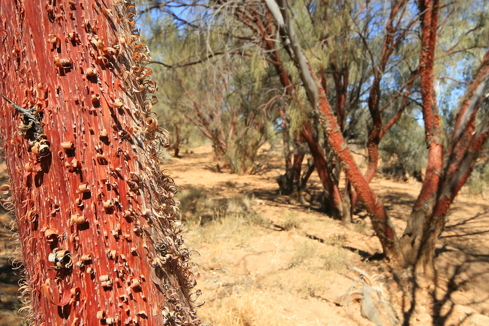 Red Acacia (Acacia Seyal) — This hardy plant favors well-drained soils and tolerates drought