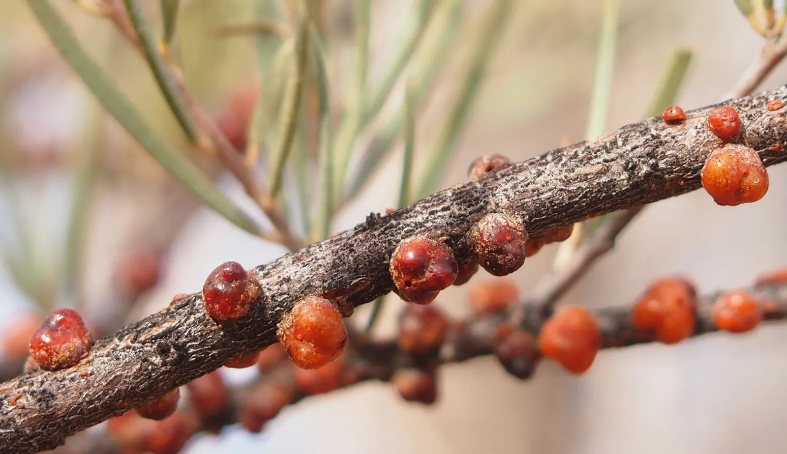 Red Acacia (Acacia Seyal) — consider its growth pattern and potential size