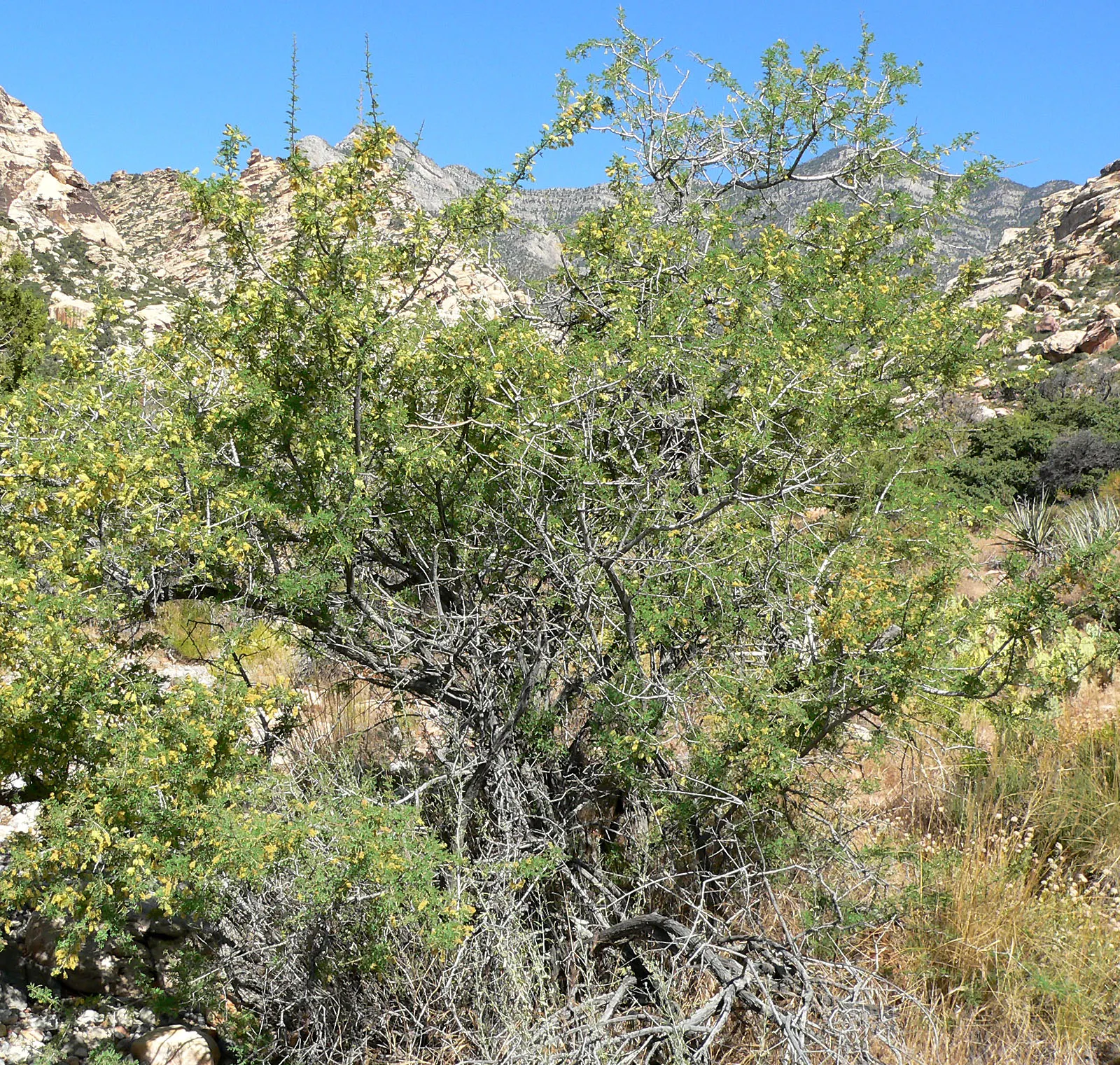 Red Acacia (Acacia Seyal) — It typically grows to a height of 15 to 30 feet with a canopy spread that can reach up to 20 feet; it thrives in full sunlight and