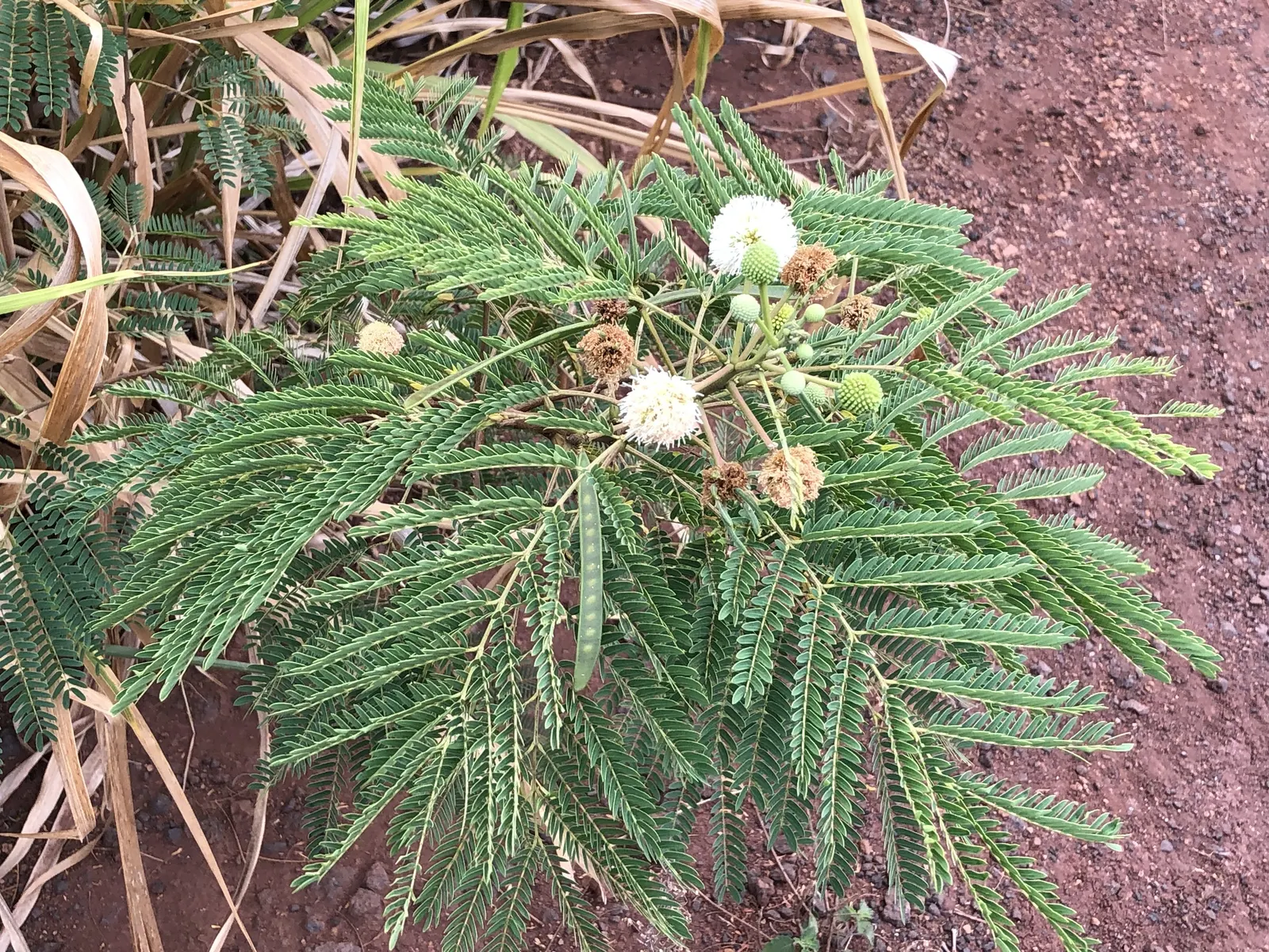 Red Acacia (Acacia Seyal) — the tree bursts into color with fluffy