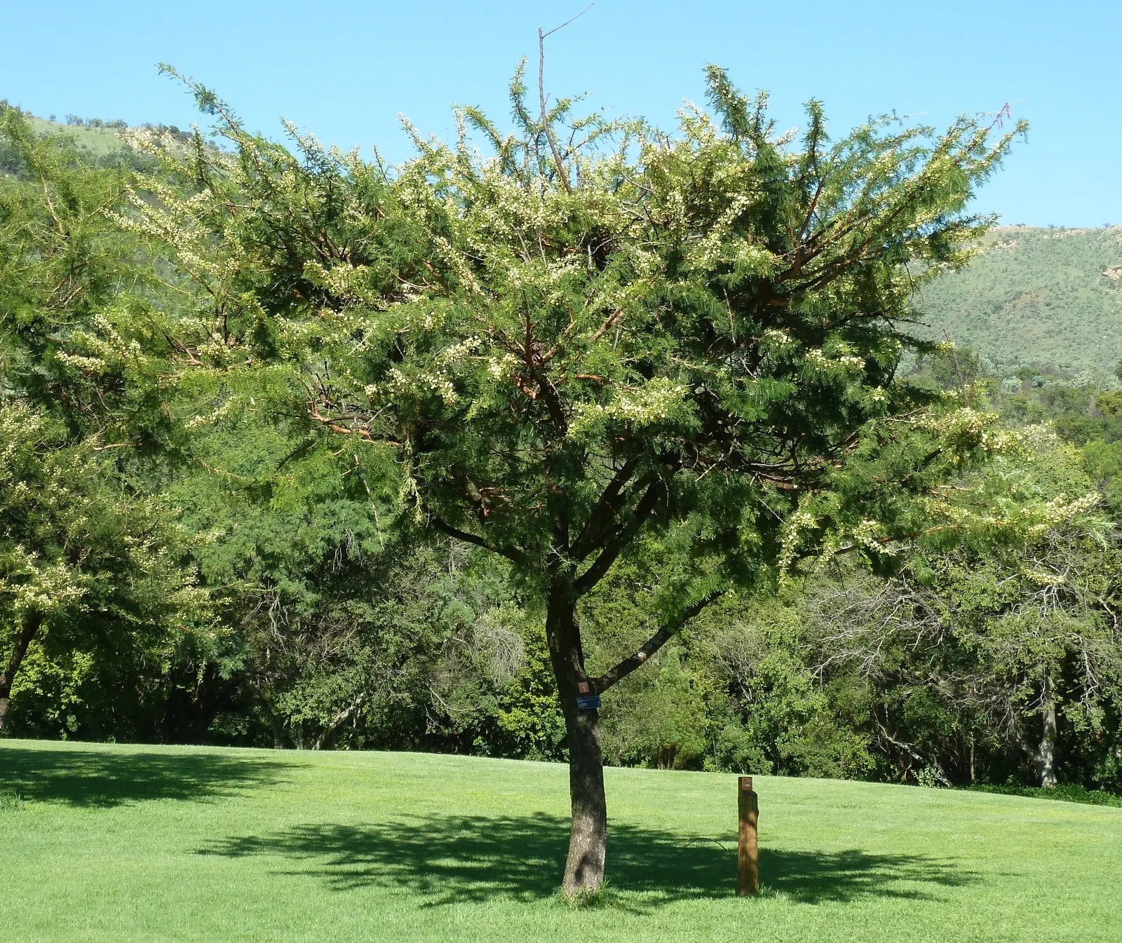 Red Acacia (Acacia Seyal) — scientifically known as Acacia seyal