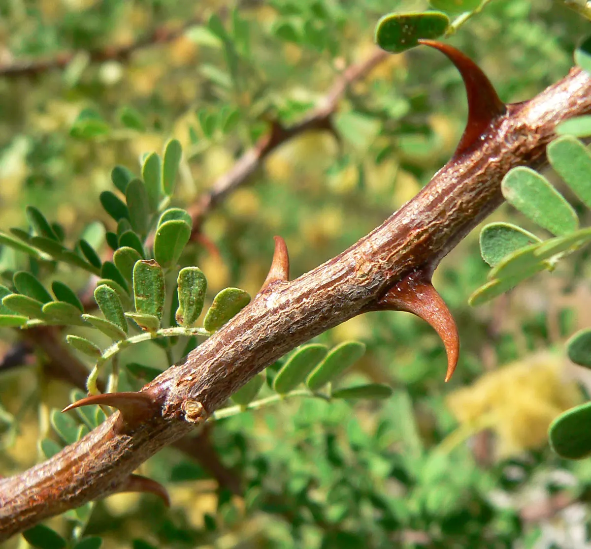 Red Acacia (Acacia Seyal) — is an elegant and hardy deciduous tree notable for its striking reddish-brown bark and bright yellow blooms; although it prefers